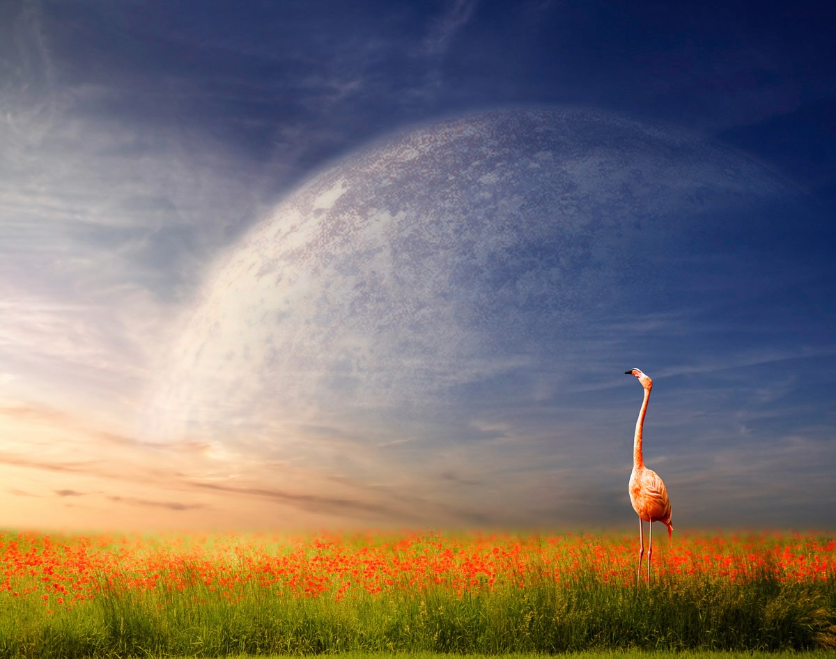 Papermoon Fototapete "Flamingo in Blumenwiese"