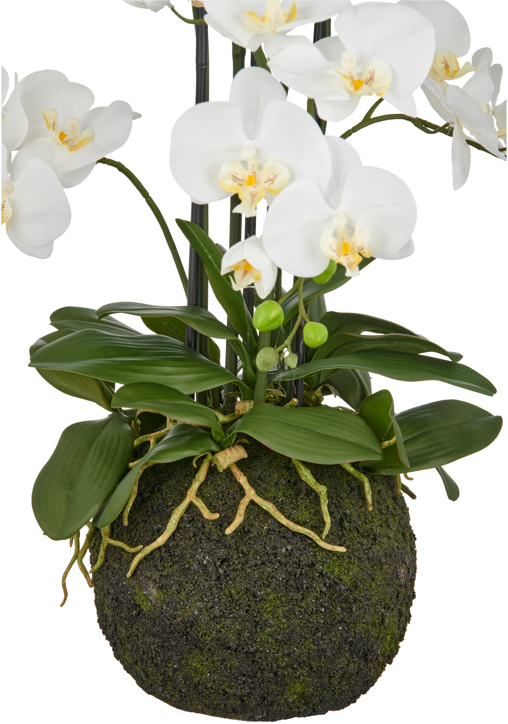 Creativ green Kunstorchidee »Orchidee Phalaenopsis«, mit künstlichem Erdballen