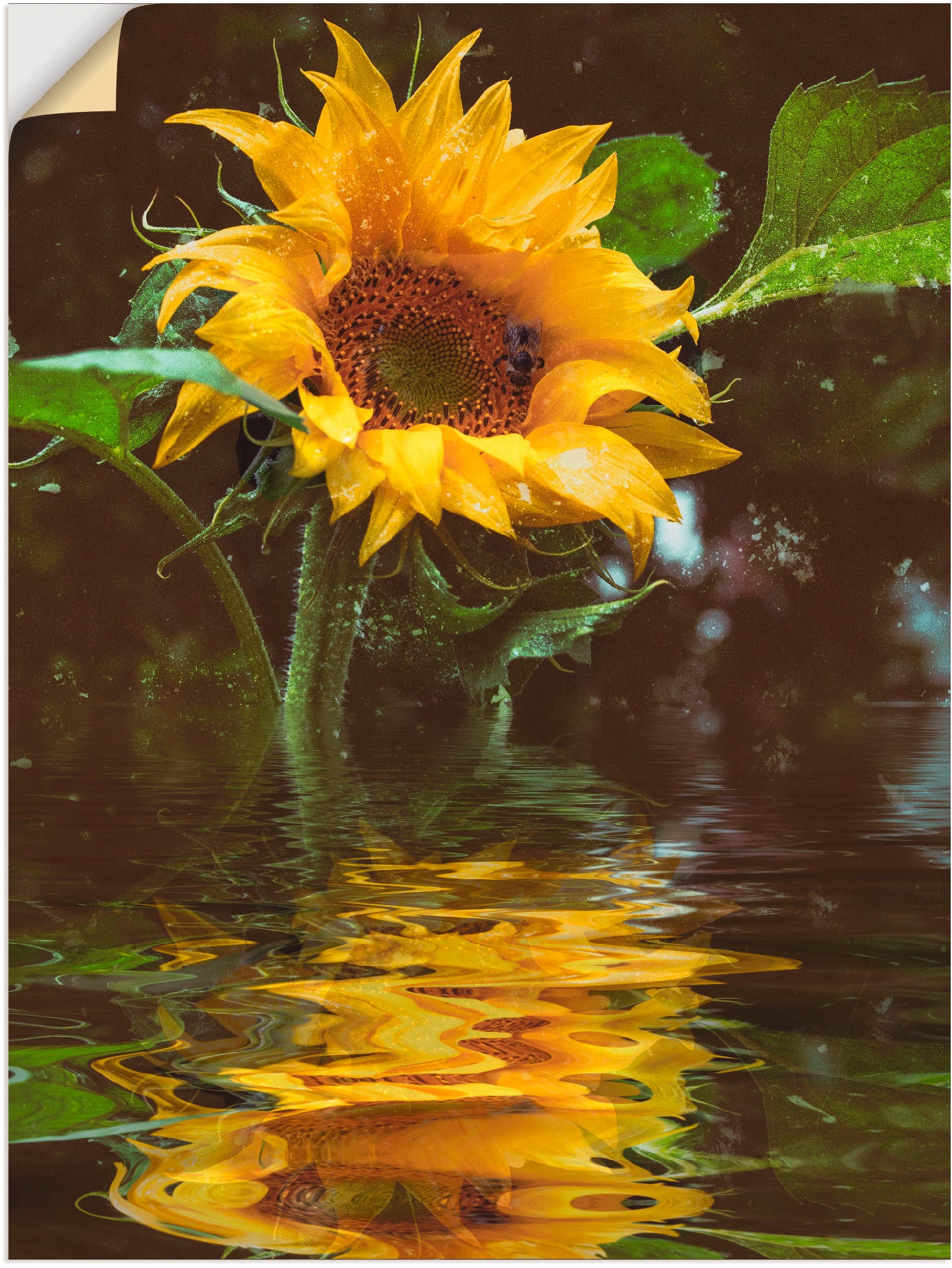 in versch. Poster Artland als BAUR Wandbild St.), Leinwandbild, (1 Blumen, oder »Sonnenblume«, Black Alubild, Größen | Wandaufkleber Friday