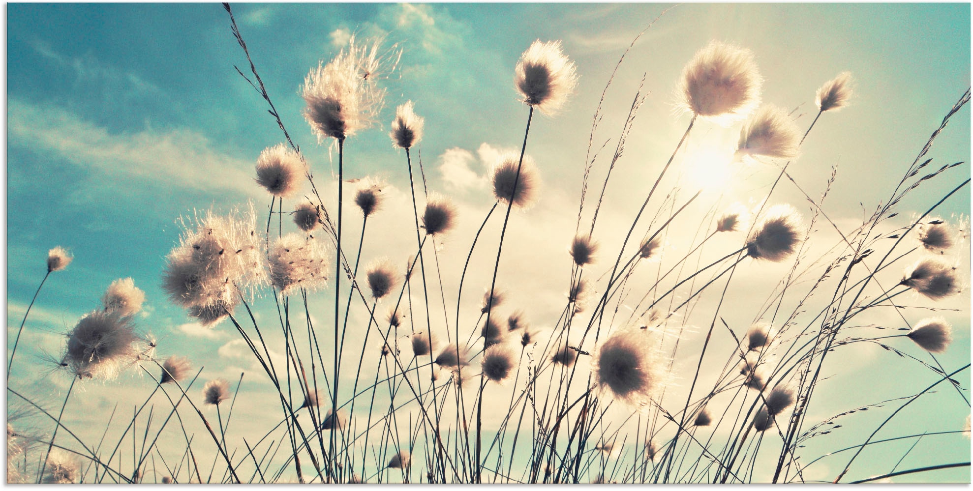 Artland "Wollgras" Gräser 1 Stk. tlg. als Alubild, Leinwandbild in verschie günstig online kaufen