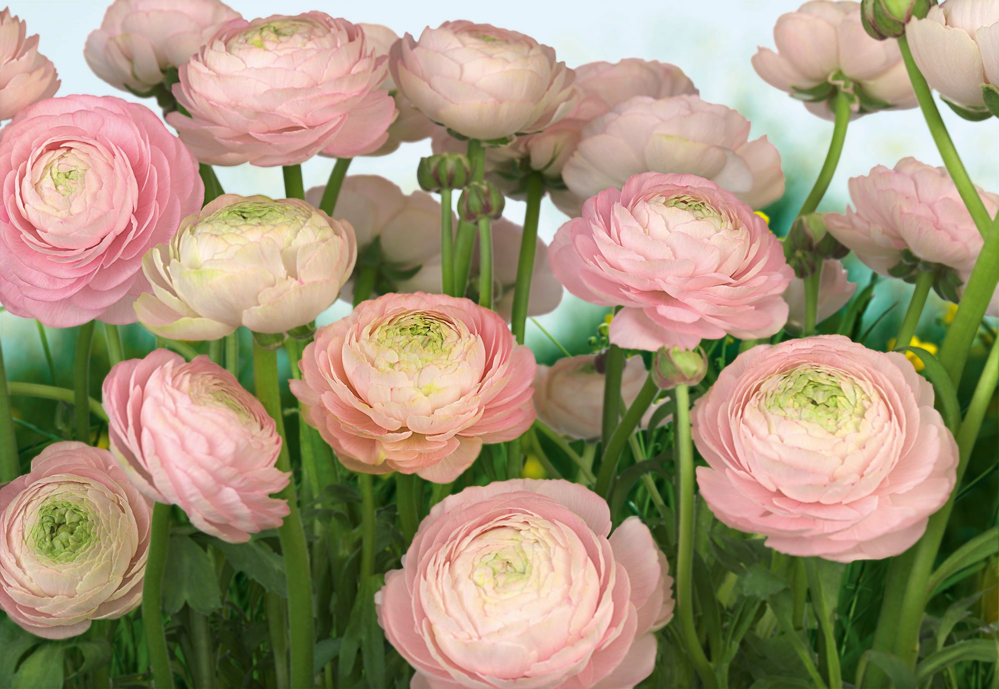 Komar Fototapete »Gentle Rosé«, 368x254 cm (Breite x Höhe) günstig | BAUR