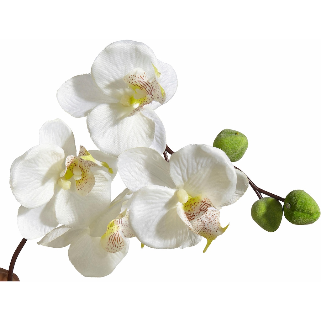 Schneider Kunstpflanze »Orchidee«, (2 St.)