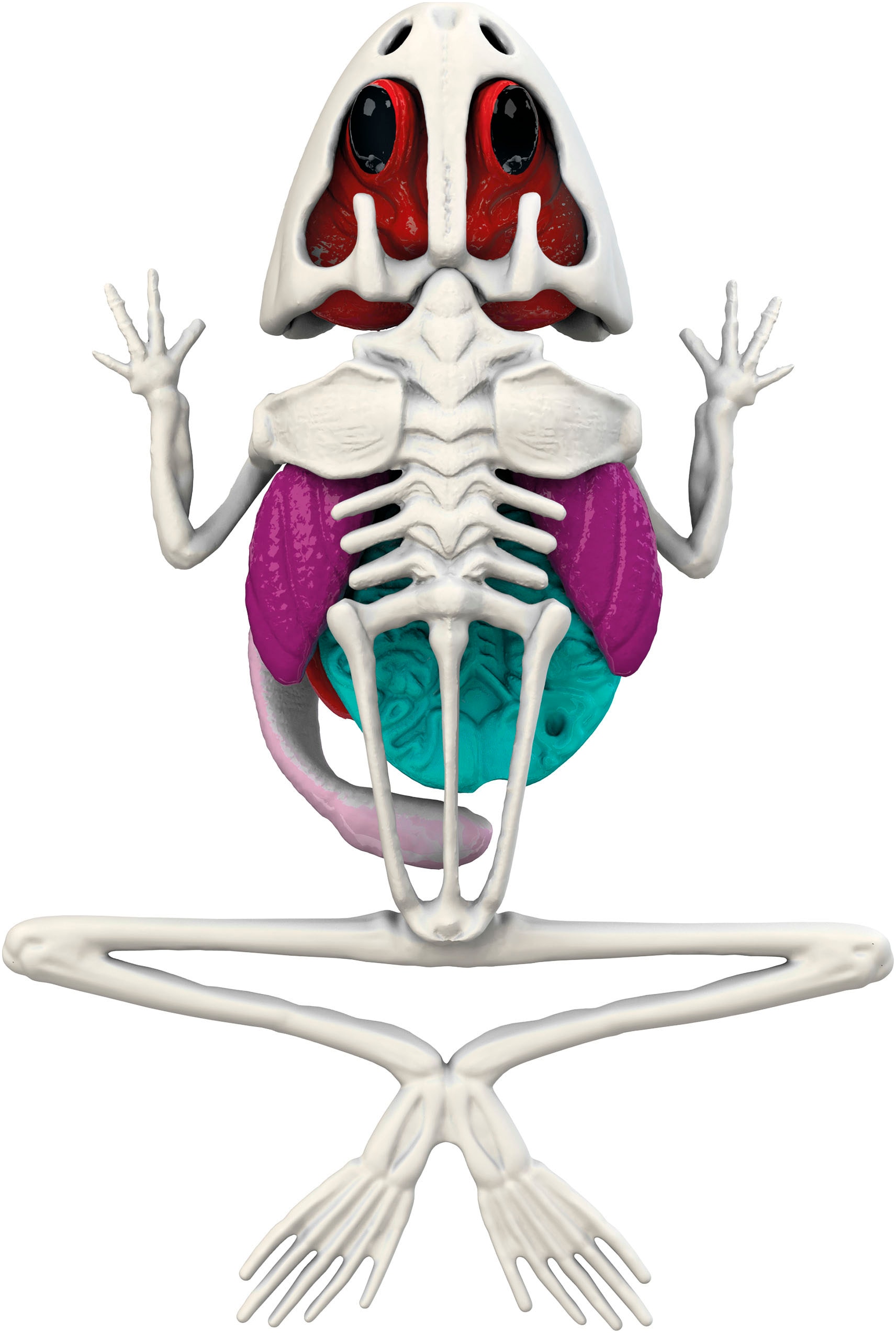 SIMBA Kreativset »Scout, Dissectit, Forscher Labor Frosch«