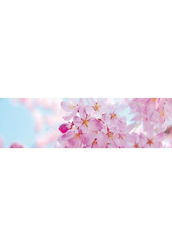 Fototapete »Cherry Blossom Panorama«, matt