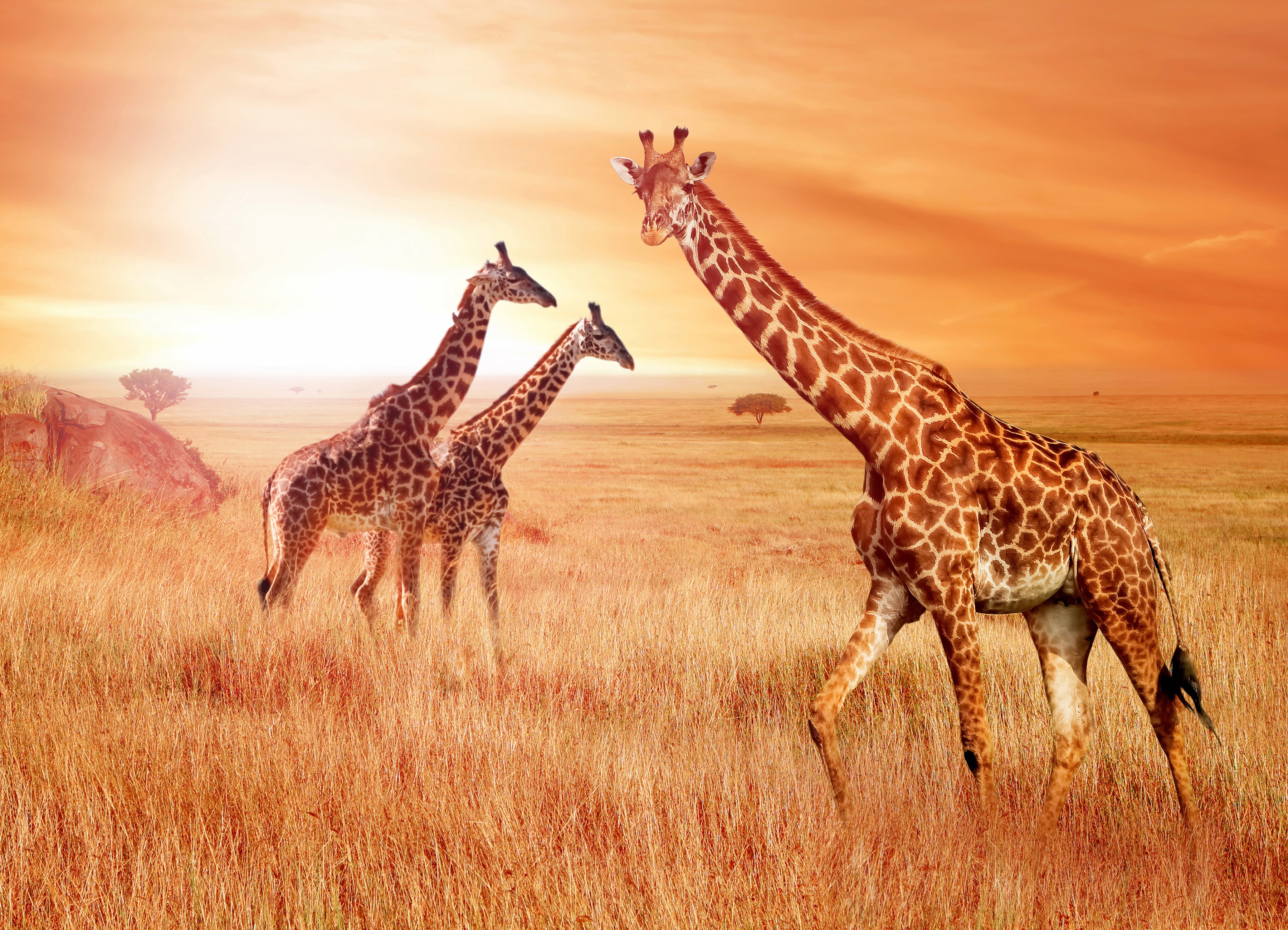 Papermoon Fototapete "African Giraffes" glatt