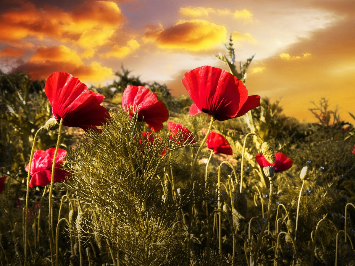 Papermoon "Blumenwiese"