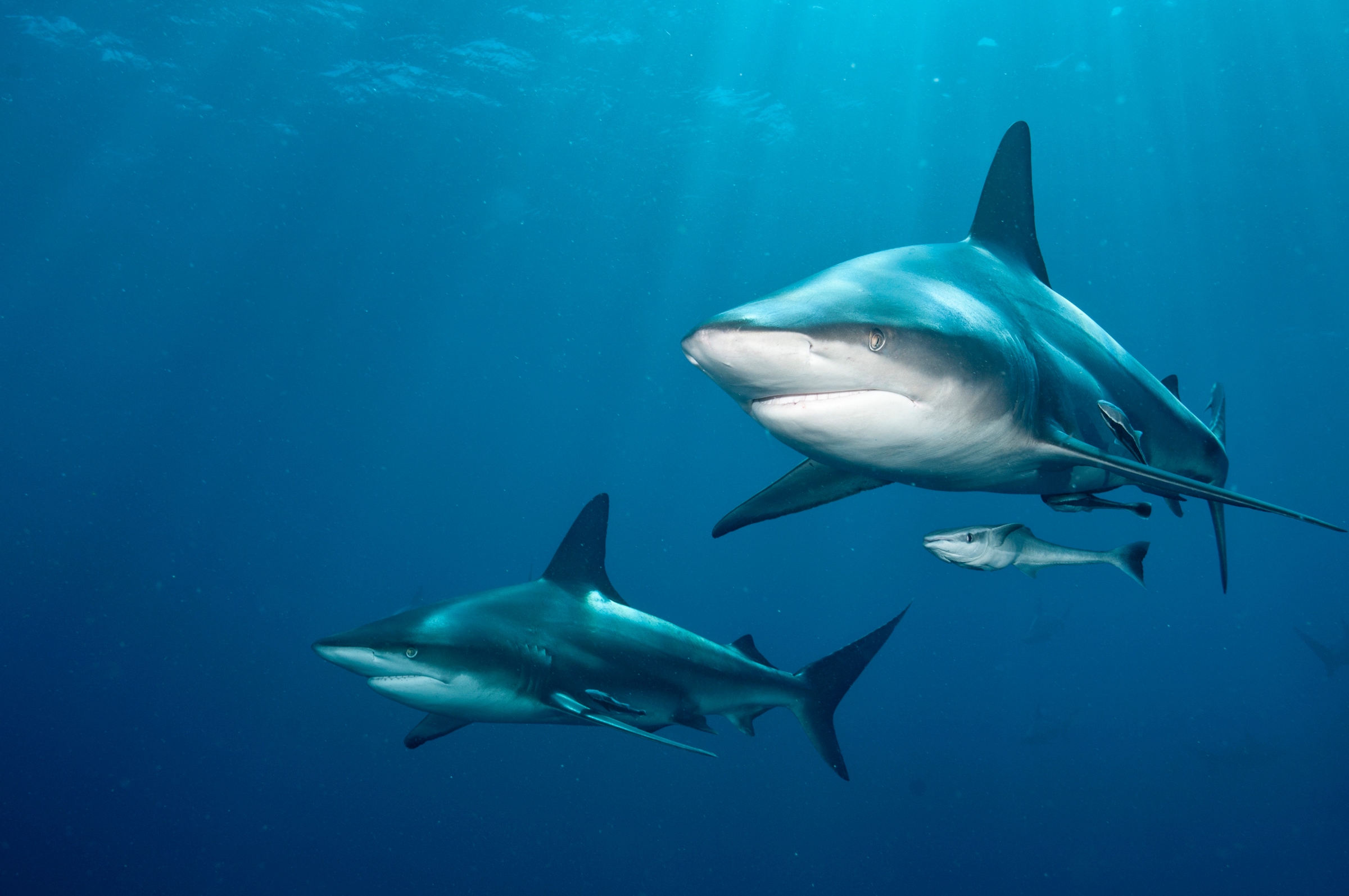 Papermoon Fototapete »SCHWARZSPITZEN-HAI-MEER UNTERWASSERWELT FISCHE DELFIN«