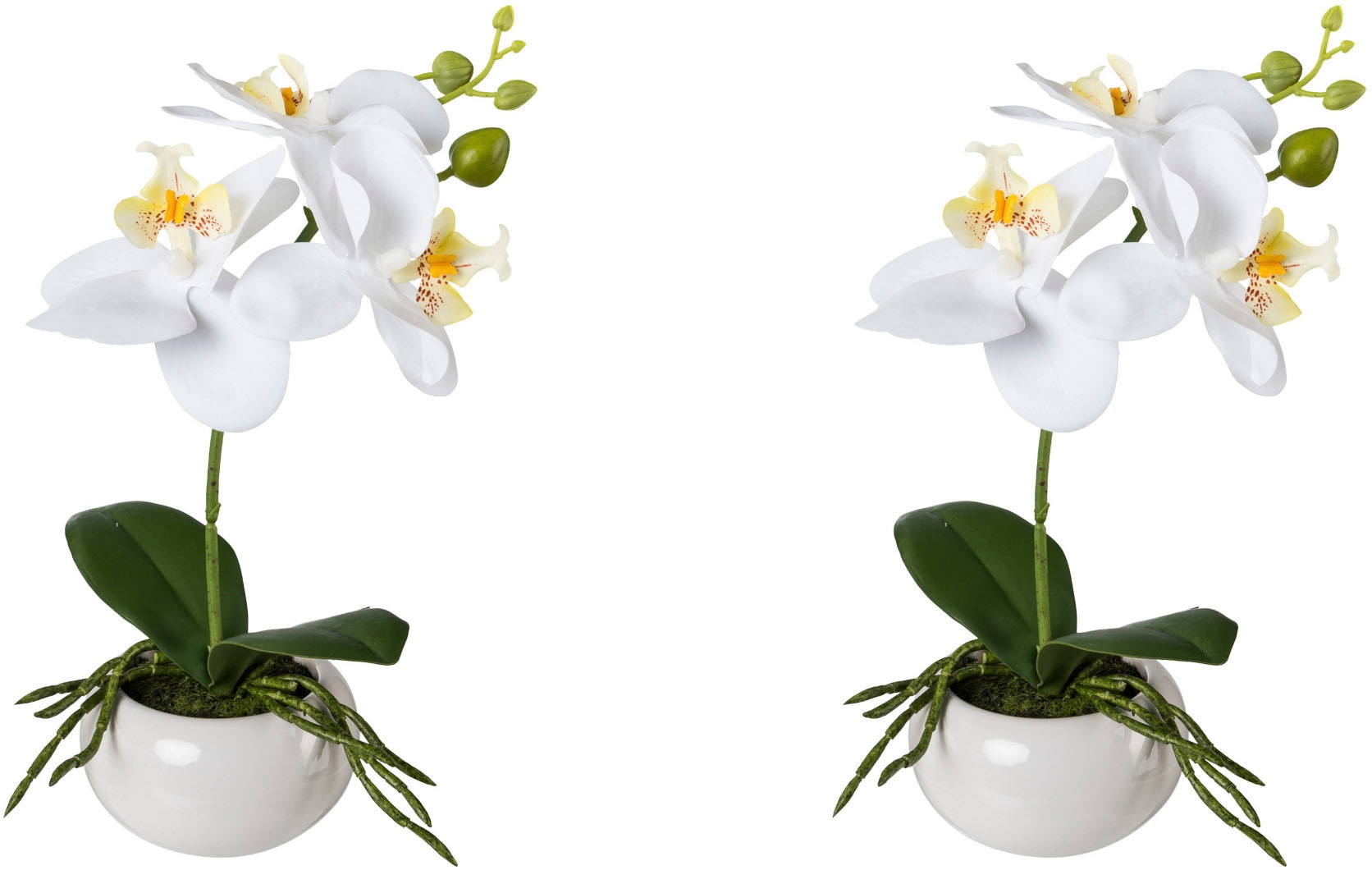 Creativ green Kunstorchidee »Phalaenopsis in Keramikschale«, (2 St.), mit... kaufen