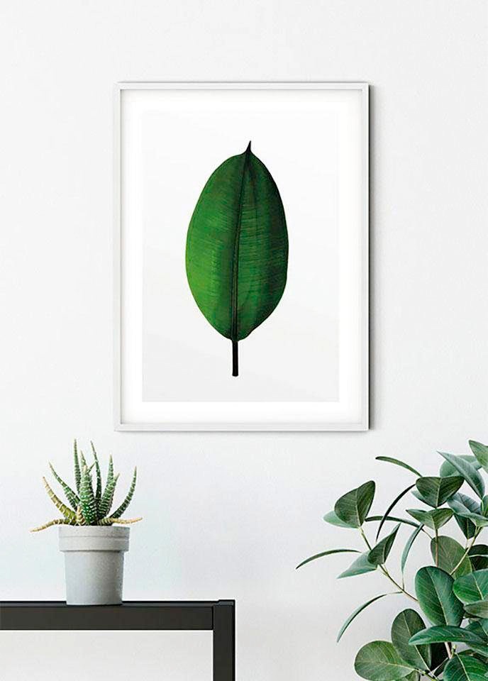 Komar Bild »Ficus Leaf« Blätter | Pflanzen 1 Stk. tlg. Wandbild zur Dekoration - ohne Rahmen
