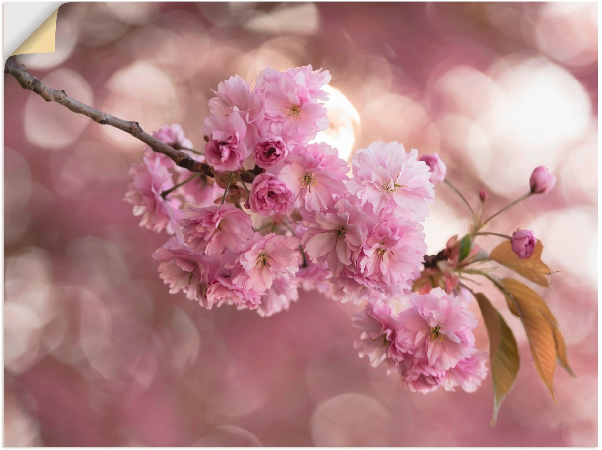 III«, BAUR Friday als Wandbild Kirschblüte | Love Poster Artland »Japanische Leinwandbild, Größen St.), in oder Black in (1 Blumen, versch. Wandaufkleber