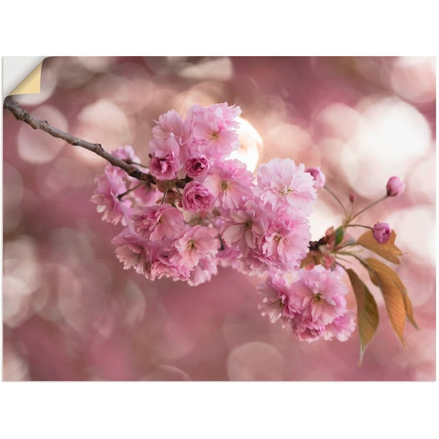 in Größen Love Wandaufkleber St.), Poster als »Japanische Blumen, (1 versch. Kirschblüte BAUR | Friday Artland in Black III«, Leinwandbild, oder Wandbild