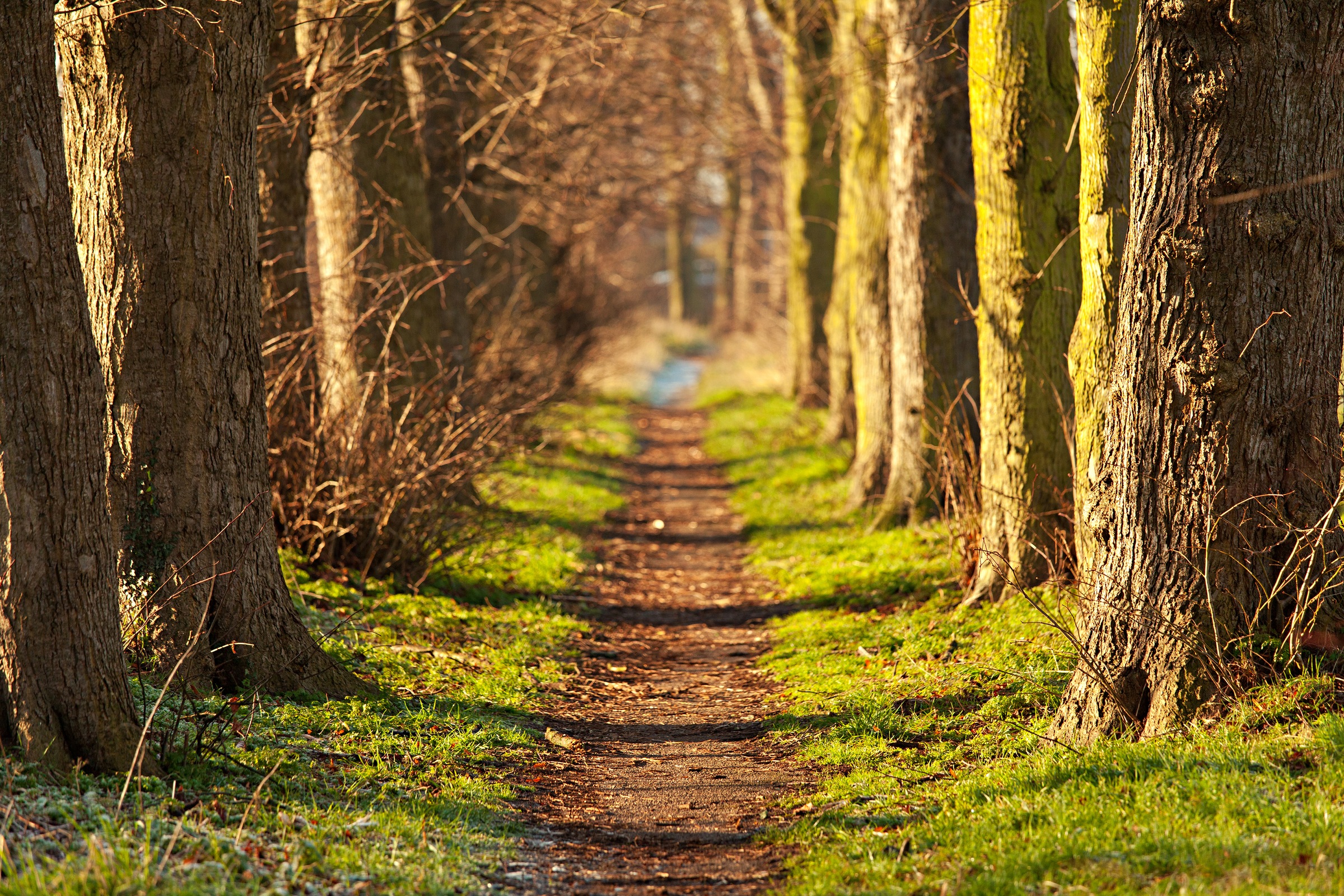 Papermoon Fototapete "Forest Walk Tunnel" glatt