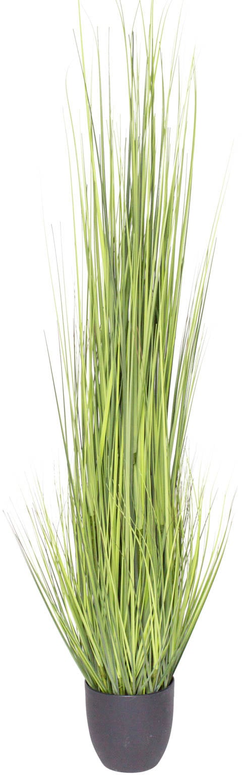 Botanic-Haus "Gras Festuca"