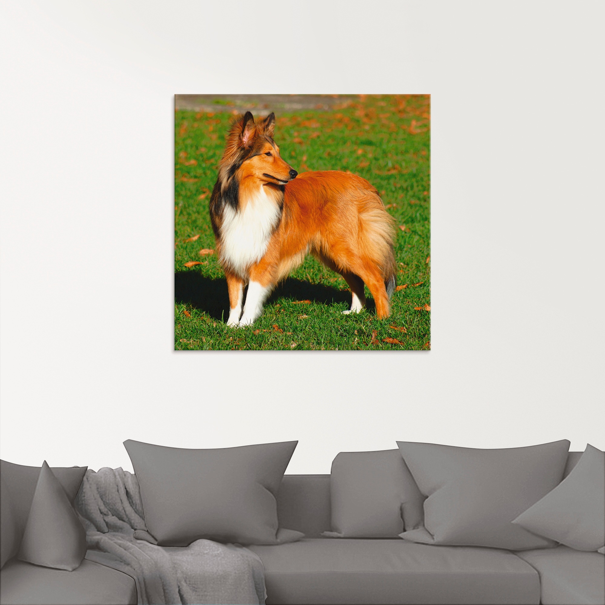 Artland Glasbild »Amerikanischer Collie«, Haustiere, (1 St.), in verschiedenen Größen