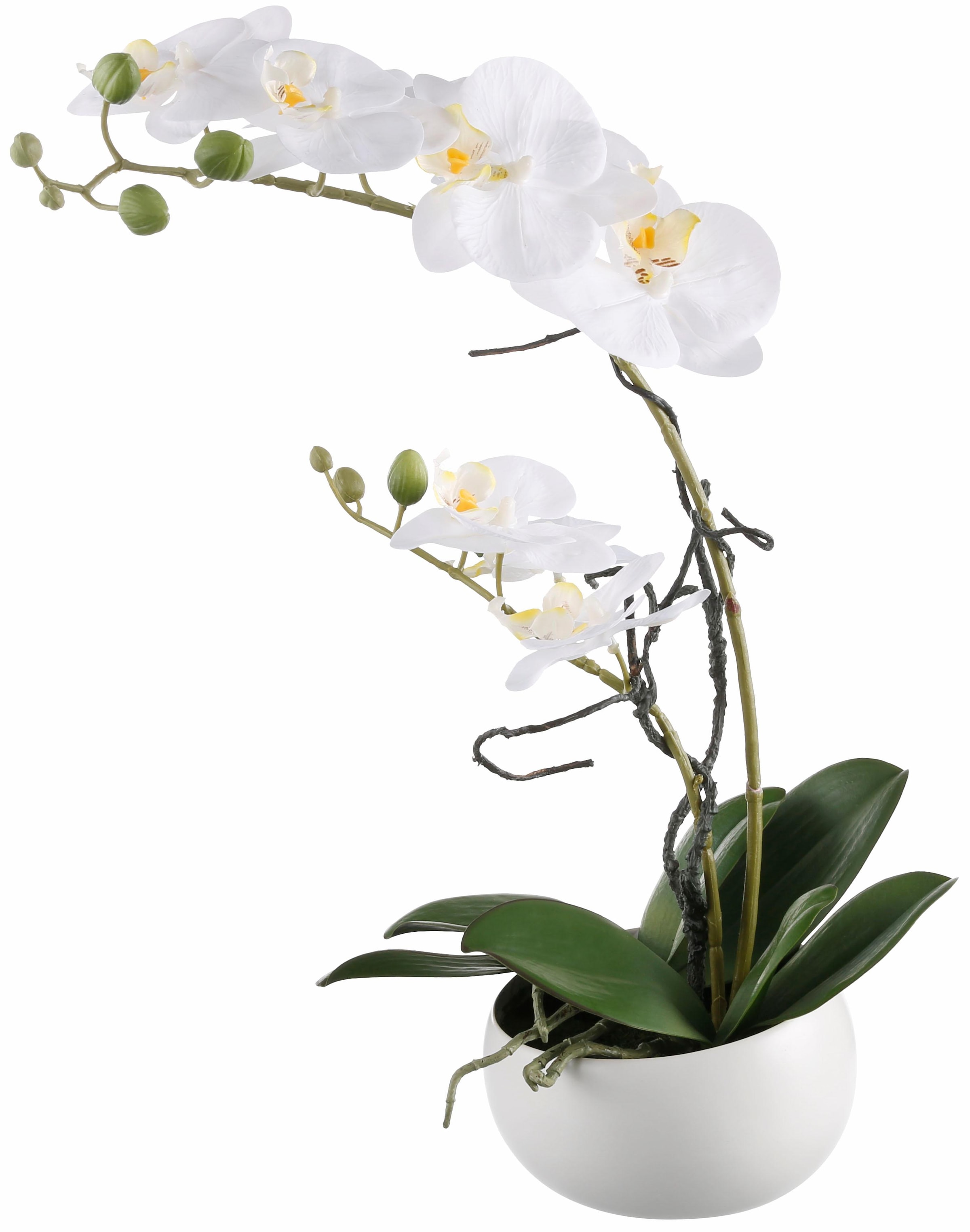 Creativ green Kunstpflanze »Orchidee«