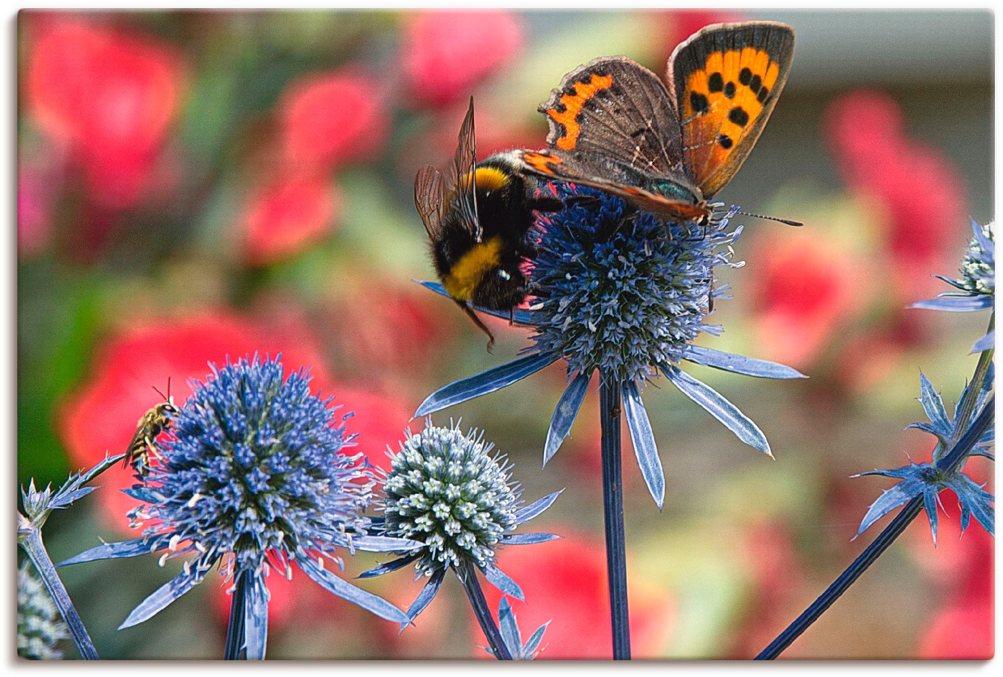 Artland Wandbild "Kleiner Feuerfalter und Hummel", Insekten, (1 St.), als Alubild, Outdoorbild, Leinwandbild, Wandaufkle