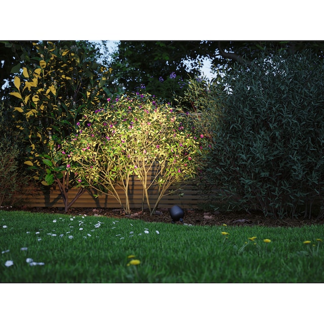 Shine bestellen 20° Spot Spot »Outdoor Gartenleuchte | BAUR Kikolo Paulmann & 20° Plug 1 & Shine Plug Kikolo anthrazit«, 3000K anthrazit 3000K LED Outdoor flammig-flammig,