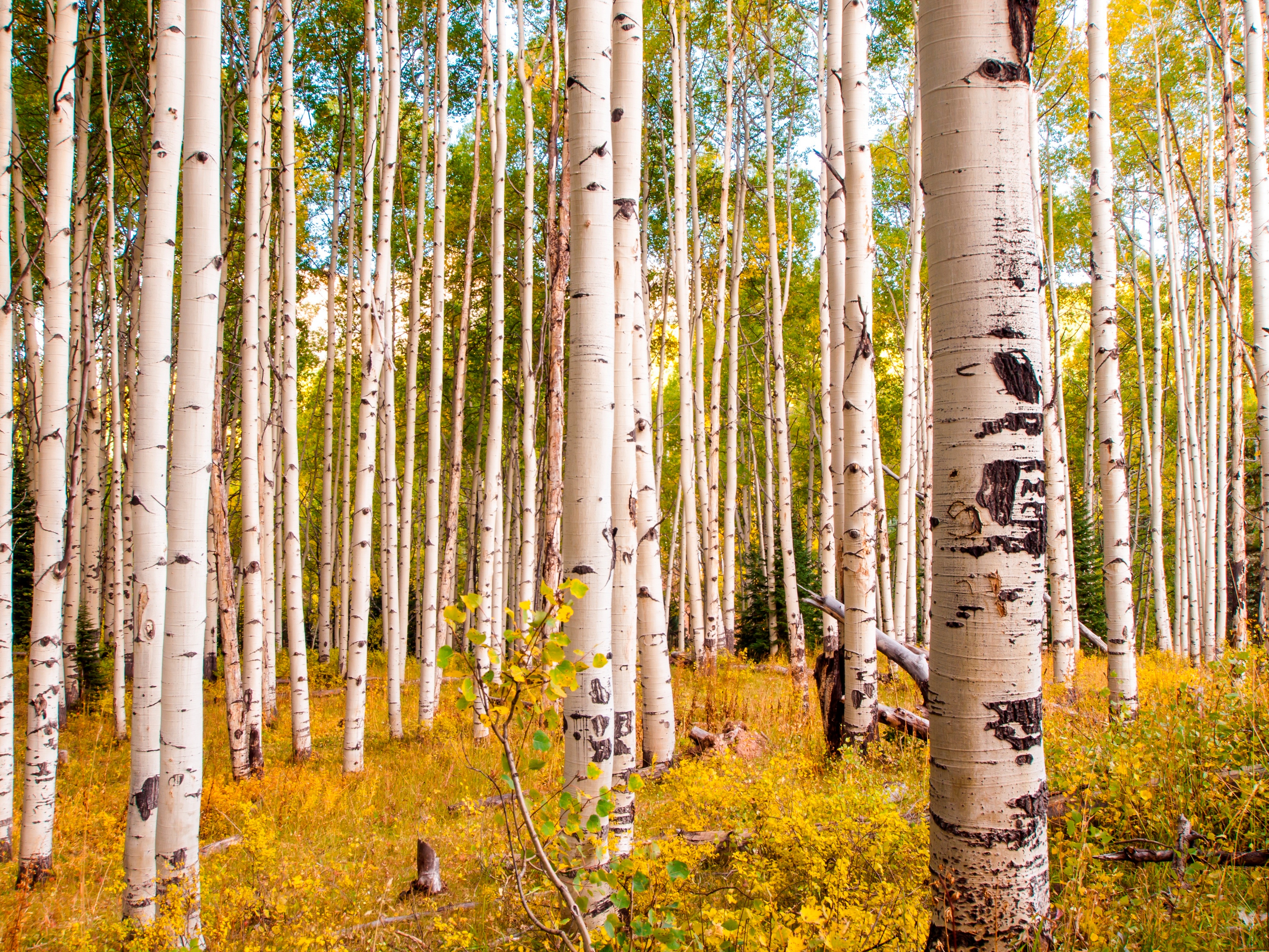 Papermoon Fototapete "Birches in Colorado Rocky Mountains" glatt