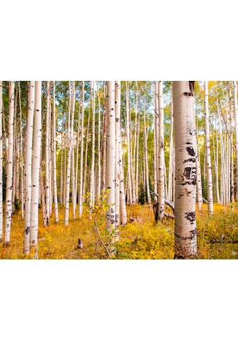 Papermoon Fototapetas »Birches in Colorado Rocky...