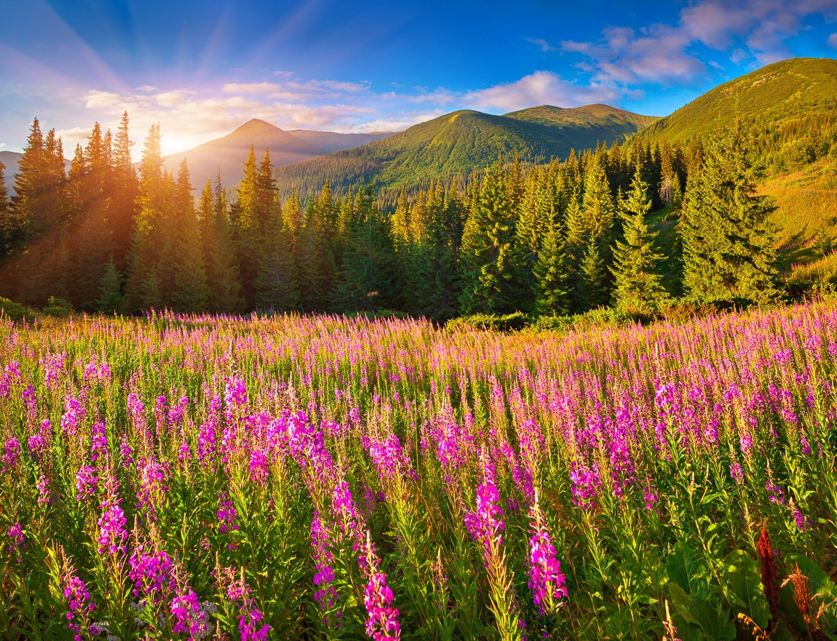 PAPERMOON Fototapete "Herbstlandschaft", B/L: 3,5mm x 2,6mm, Bahnen: 7 Stk. St., bunt, Wohnzimmer, Tapeten