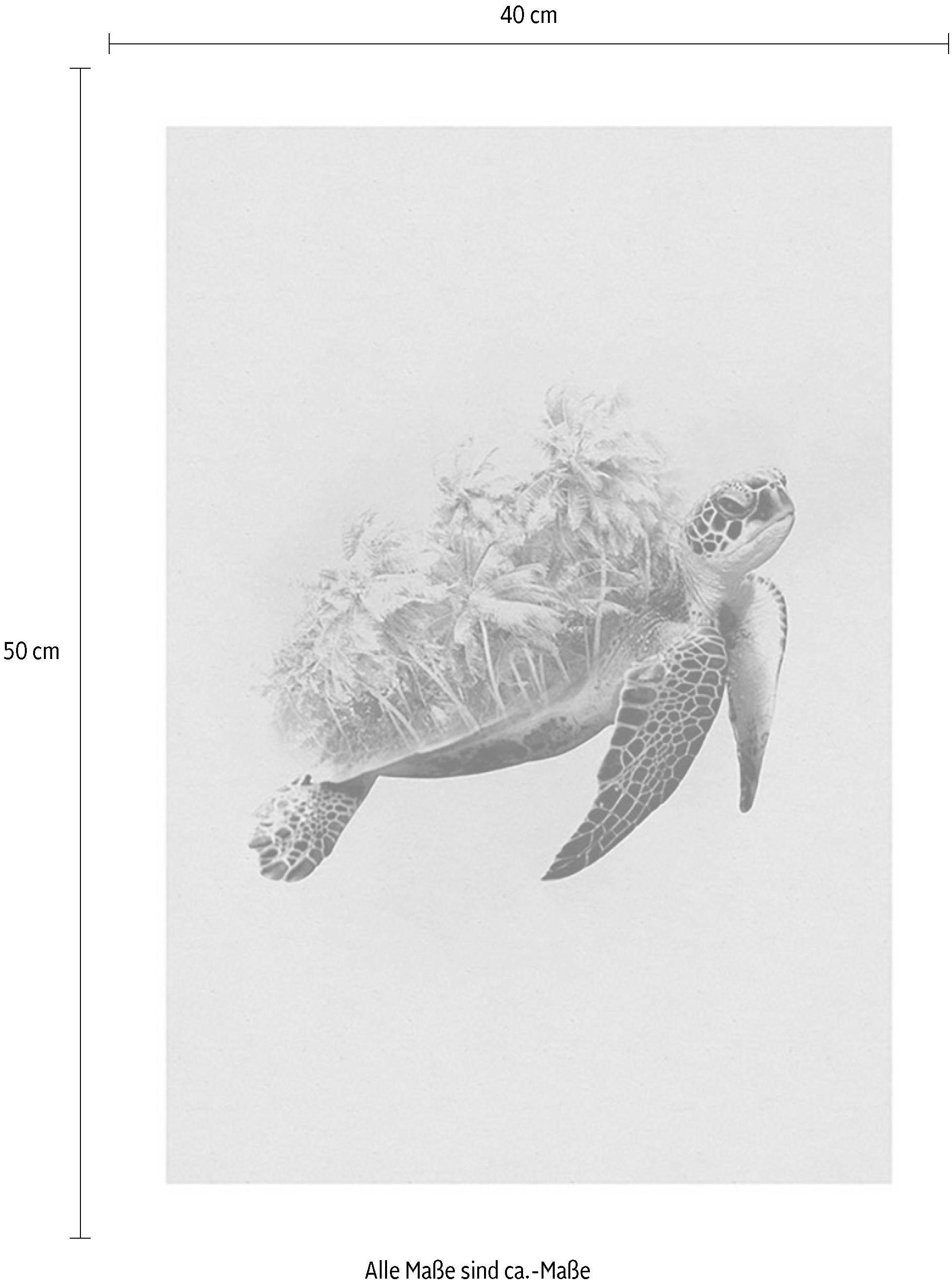 Komar Bild "Animals Paradise Turtle", Tiere, (1 St.), Wandbild zur Dekorati günstig online kaufen