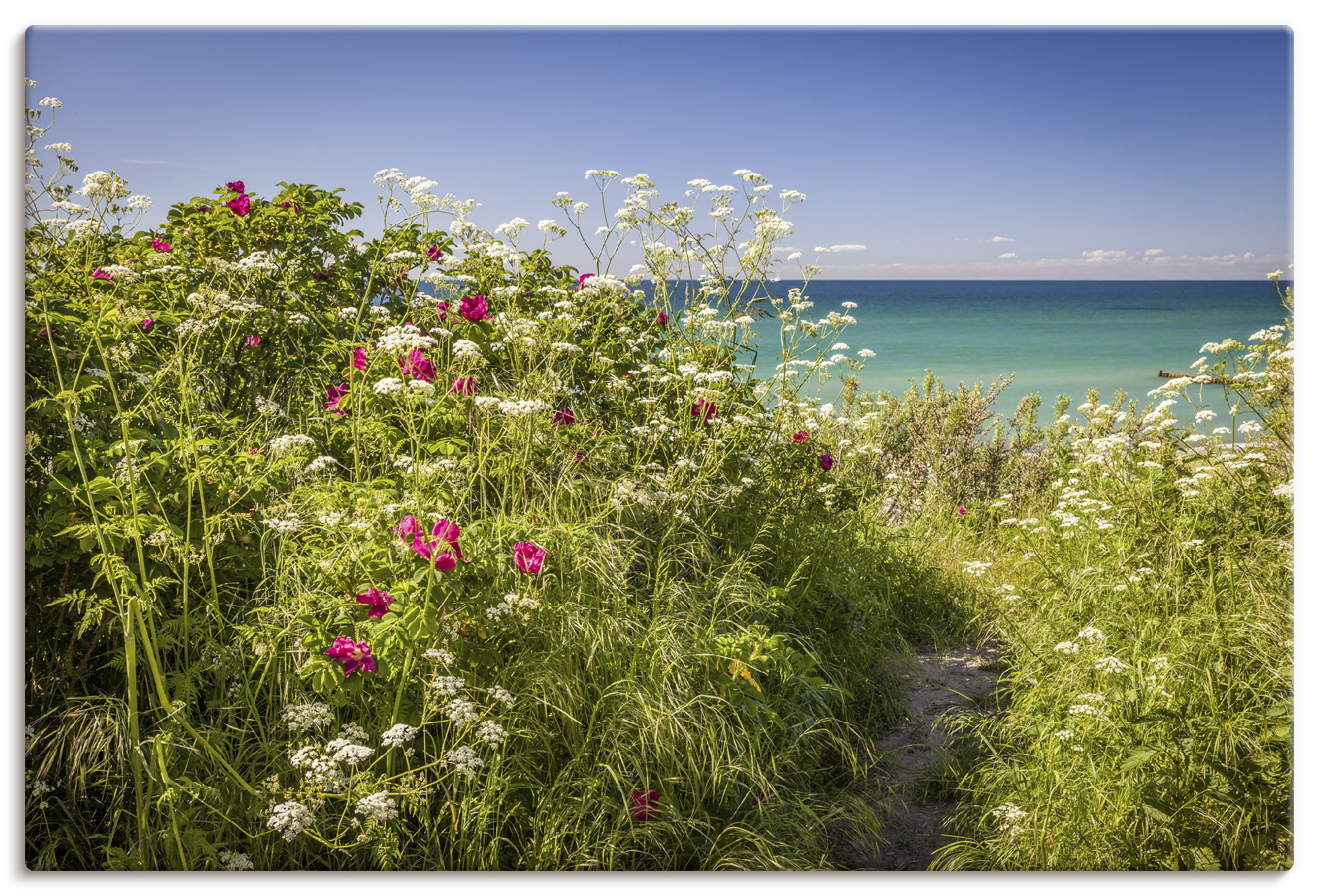 Artland Wandbild "Frühling an der Küste in Ahrenshoop" 1 Stk. tlg. als Alubild, Leinwandbild, Poster, Wandaufkleber in verschied. Größen