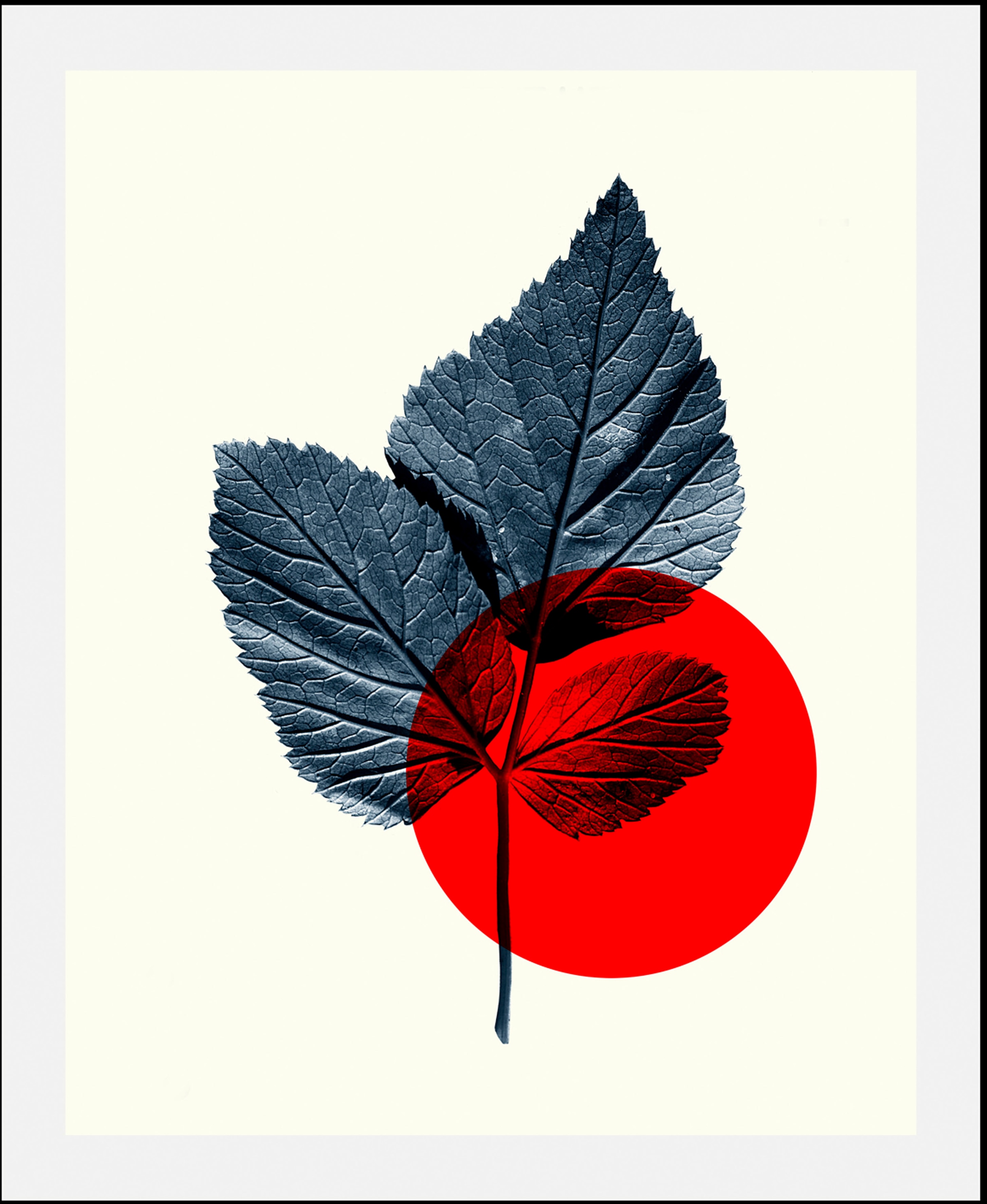 queence Bild "Focus" Abstrakt  Art  Figuren  Pflanzen  Pflanzenbilder 1 Stk günstig online kaufen