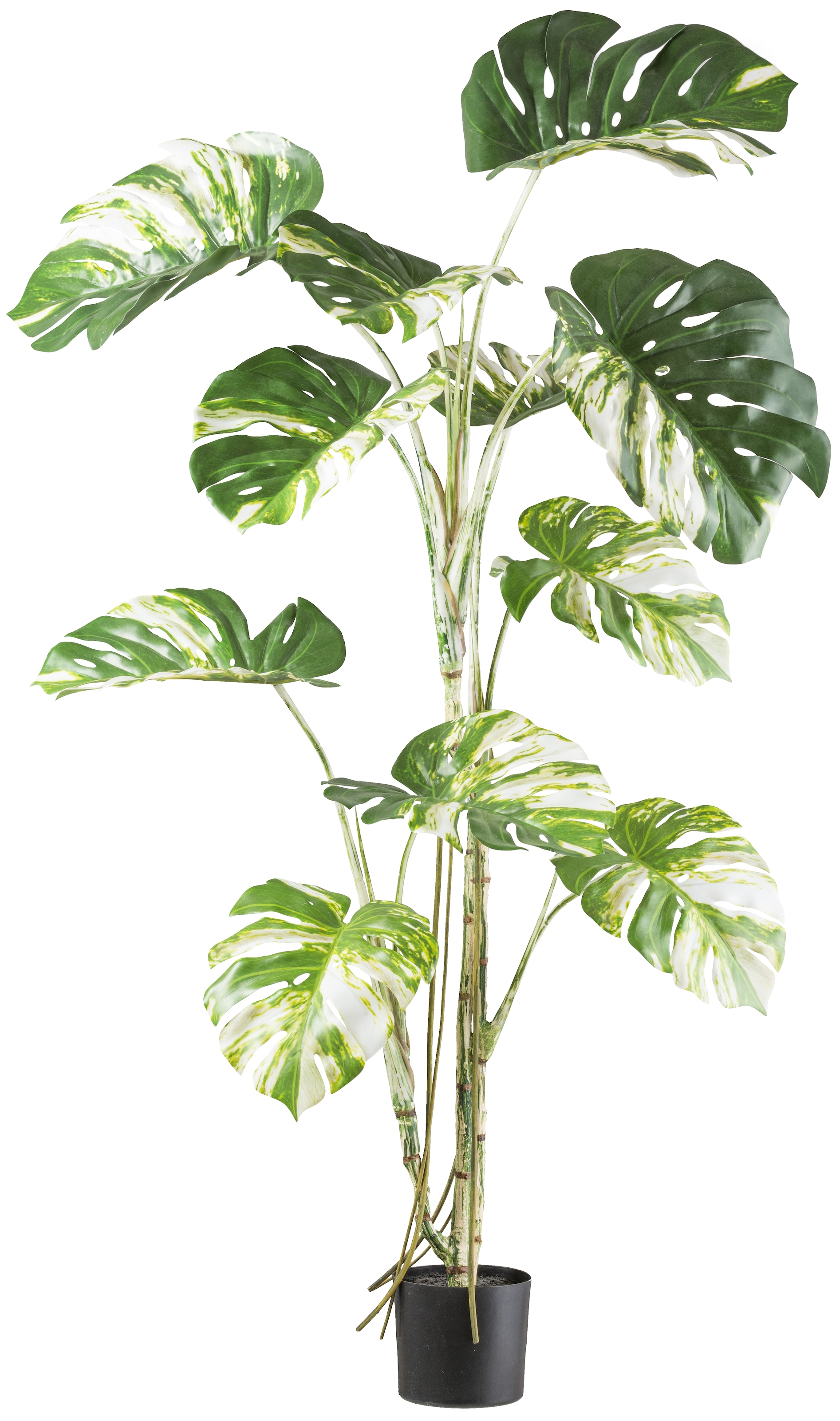 Kunstbaum »Monstera deliciosa variegata«, mit grün-weißen Blättern