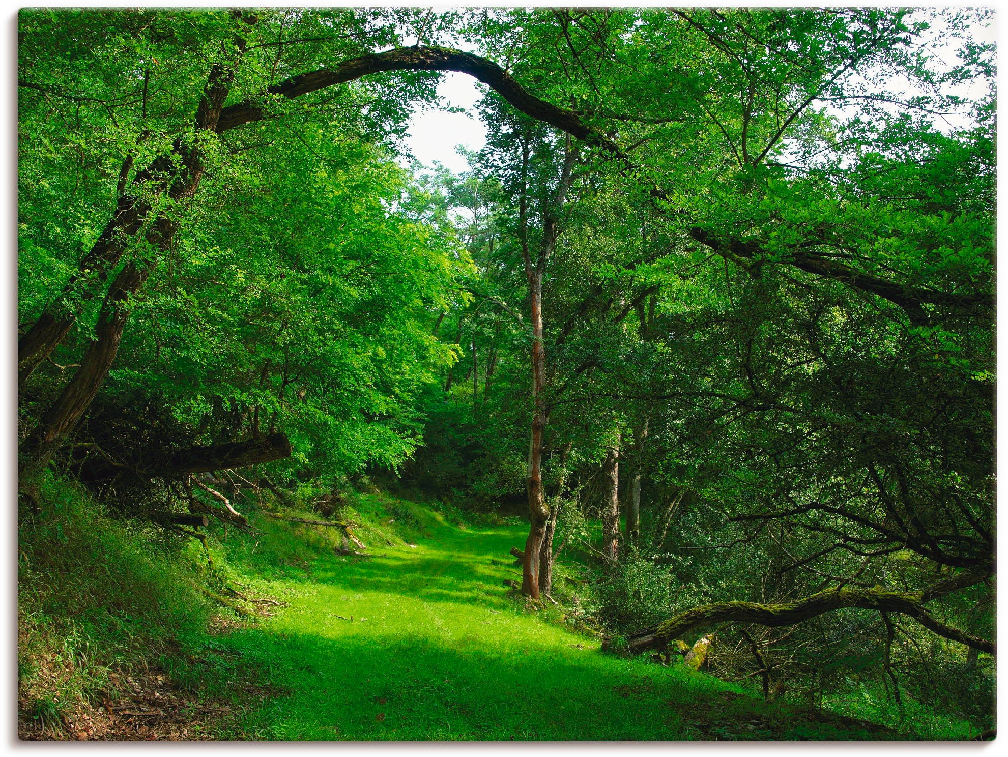 Artland Wandbild »Grüner BAUR Weg | Leinwandbild, Poster den durch Wandaufkleber (1 oder versch. als kaufen Wald«, Wald, St.), Größen in