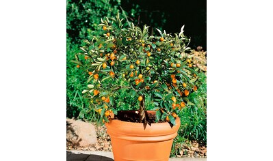 BCM Obstpflanze »Kumquat«, (1 St.), Höhe: 35-40 cm, 1 Pflanze kaufen
