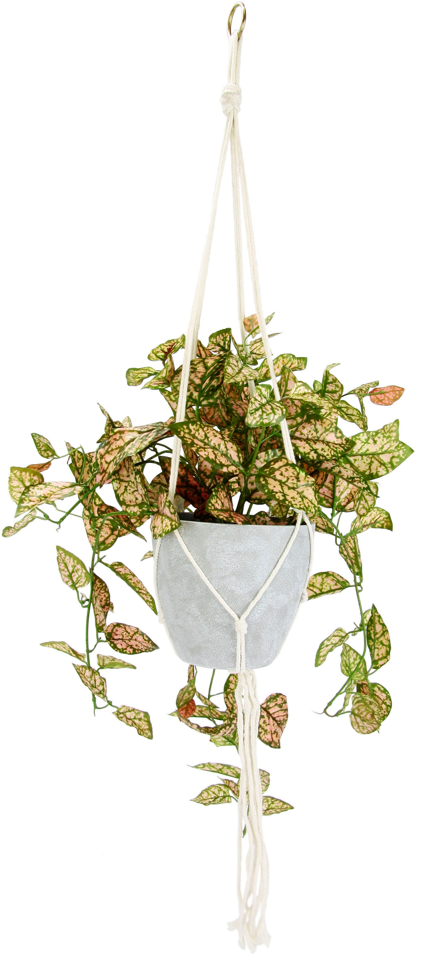 Kunstpflanze«, | I.GE.A. Kunstpflanze Fittonia Hängeampel Topfpflanze bestellen Topf mit BAUR »Künstliche Kunstblume