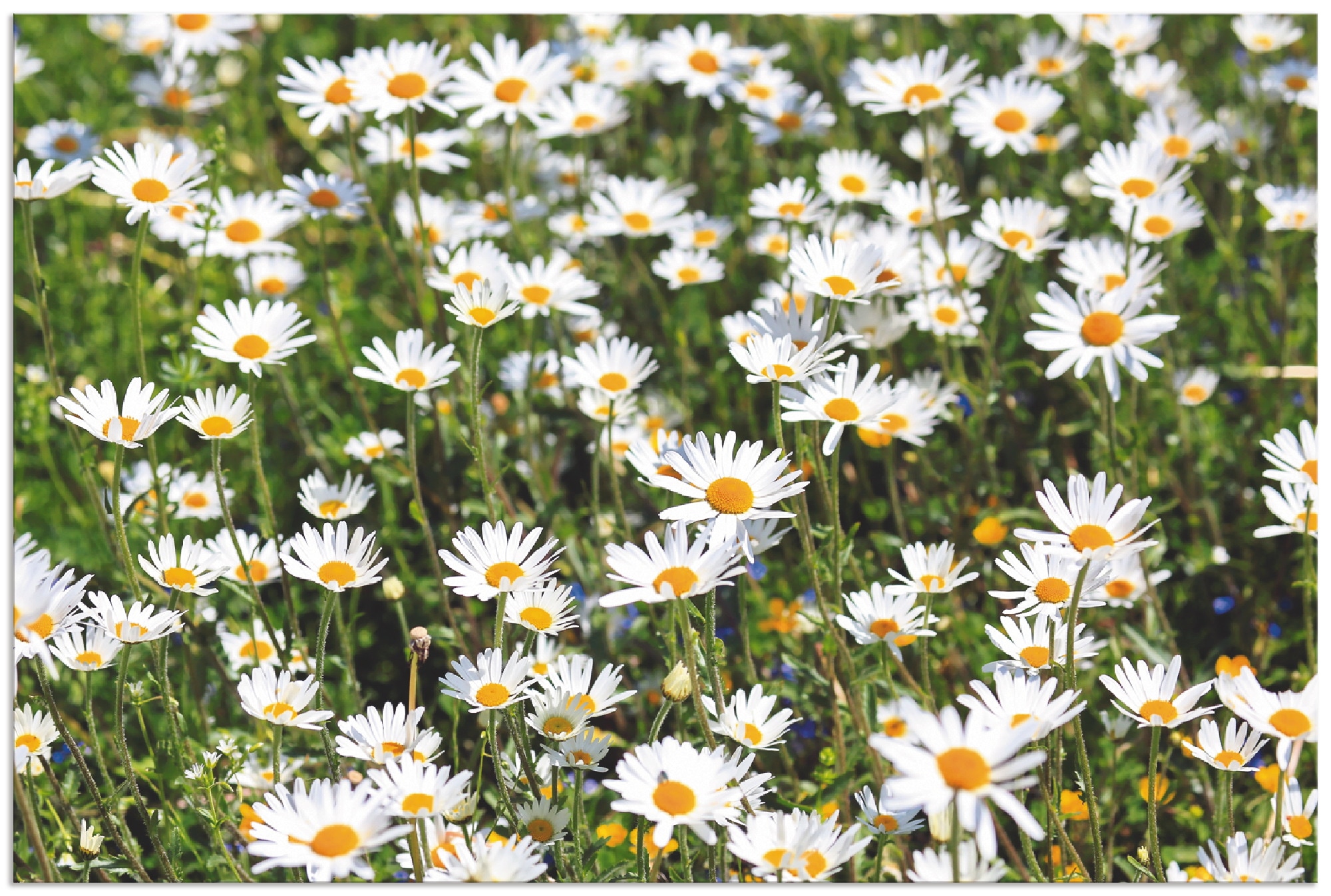 Artland Paveikslas »Gänseblümchen« Blumen (1 S...