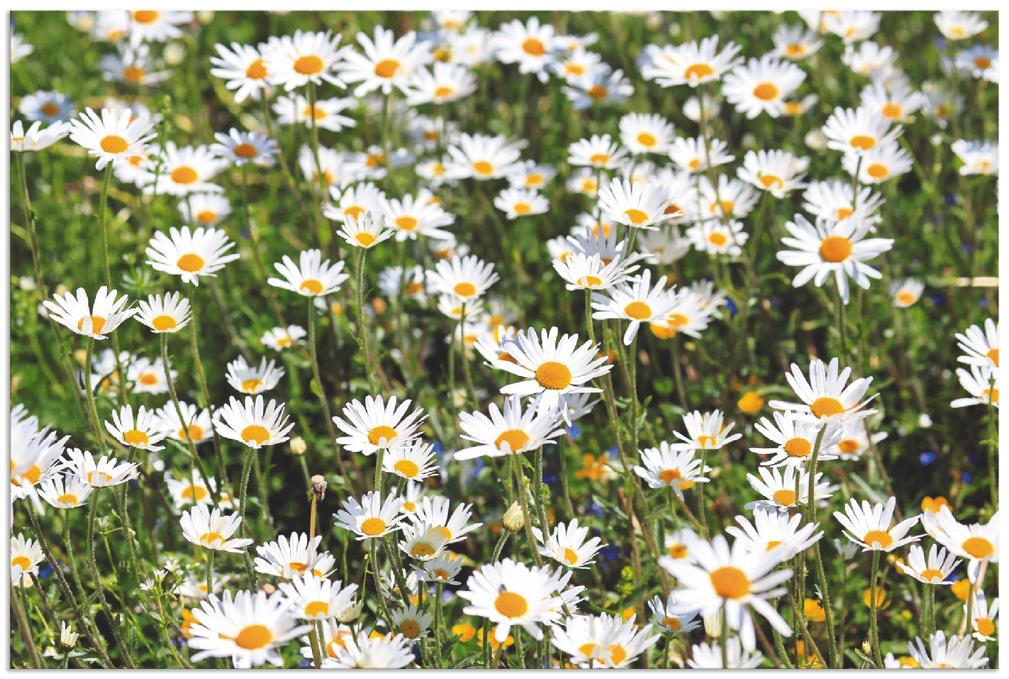 Artland Wandbild "Gänseblümchen", Blumen, (1 St.), als Alubild, Outdoorbild günstig online kaufen