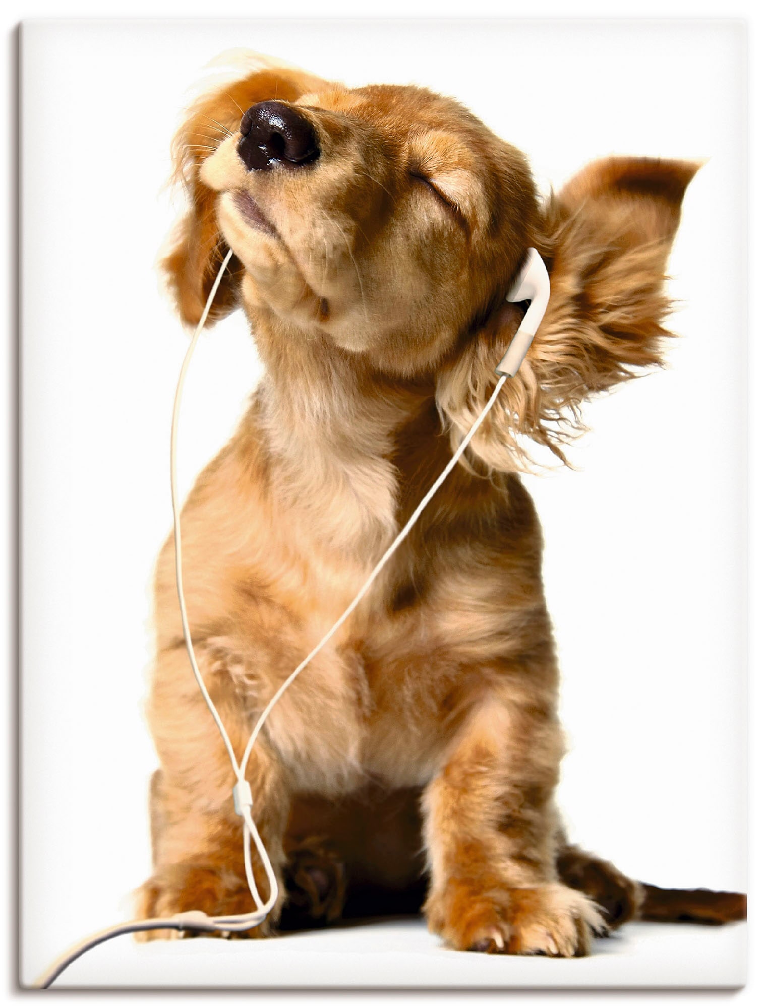 Artland "Junger Hund hört Musik über Kopfhörer" Haustiere 1 Stk. tlg. auf H günstig online kaufen