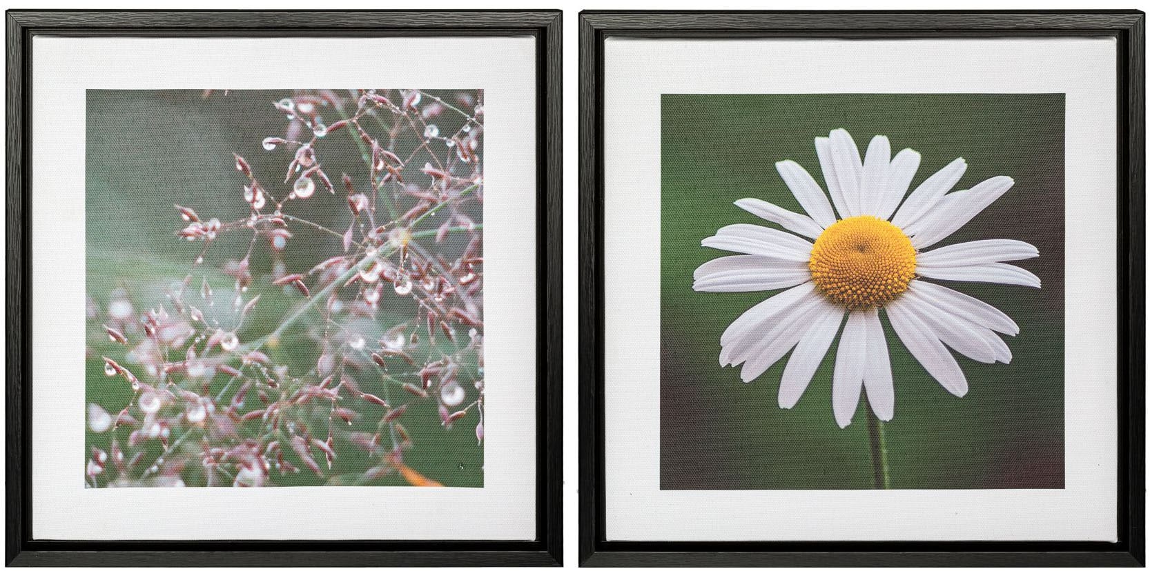 Creativ home Bild mit Rahmen "Blüte und Tau", (2 St.), auf Canvas-Leinwand günstig online kaufen