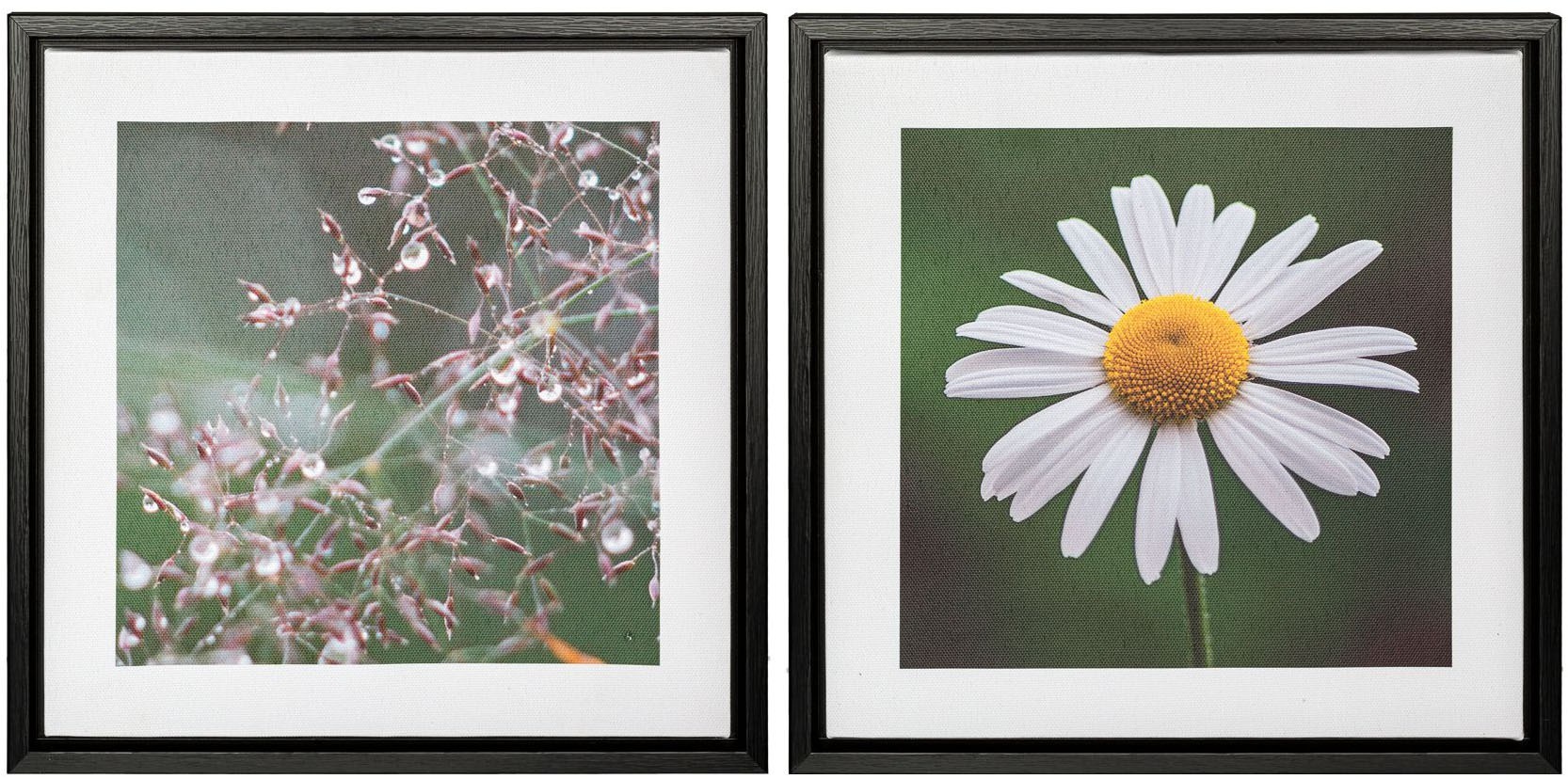 Bild mit Rahmen CREATIV HOME "Blüte und Tau", grün (farbe rahmen: schwarz, farbe bild(er): grün, schwarz), B:25cm H:25cm T:2,5cm, Canvas, Bilder, auf Canvas-Leinwand