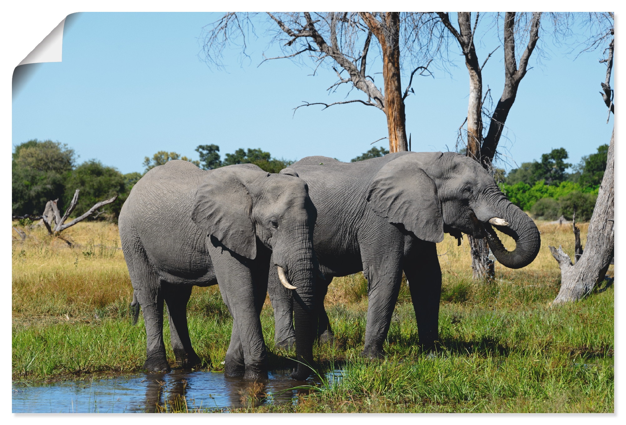 Wandbild Elefanten«, »Afrikanische kaufen Poster Wildtiere, Alubild, | Artland BAUR (1 versch. Größen in als Leinwandbild, Wandaufkleber St.), oder