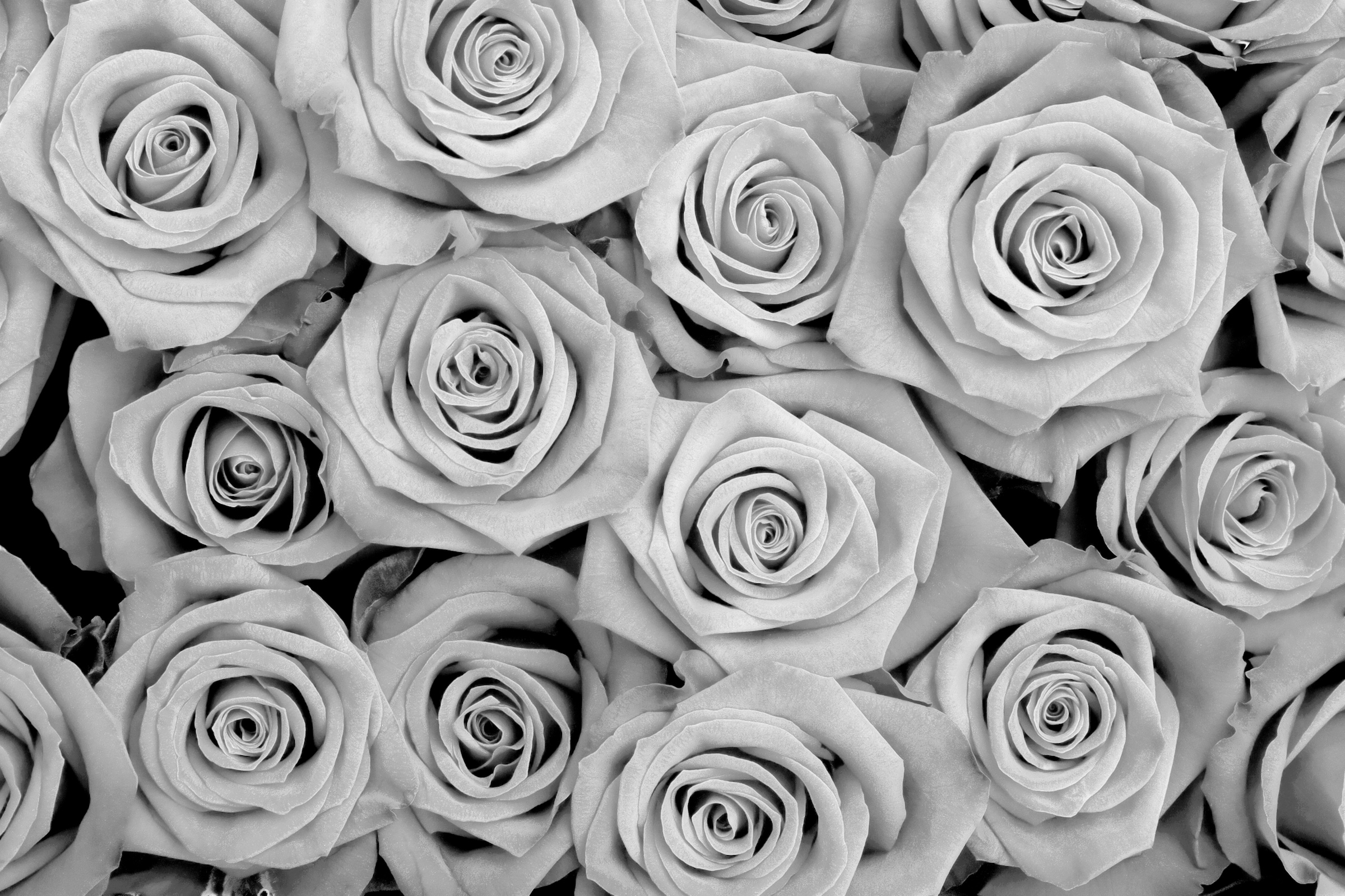 Papermoon Fototapete "Blumen Schwarz & Weiß"
