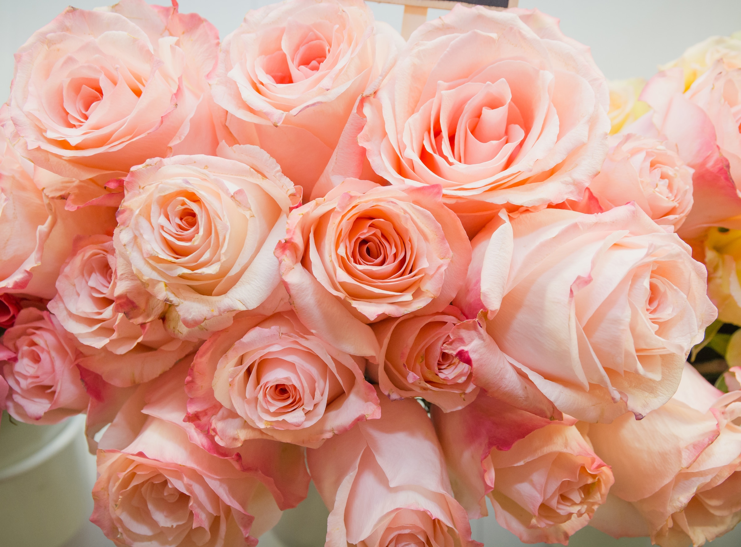 Papermoon Fototapete "Pink Roses" glatt