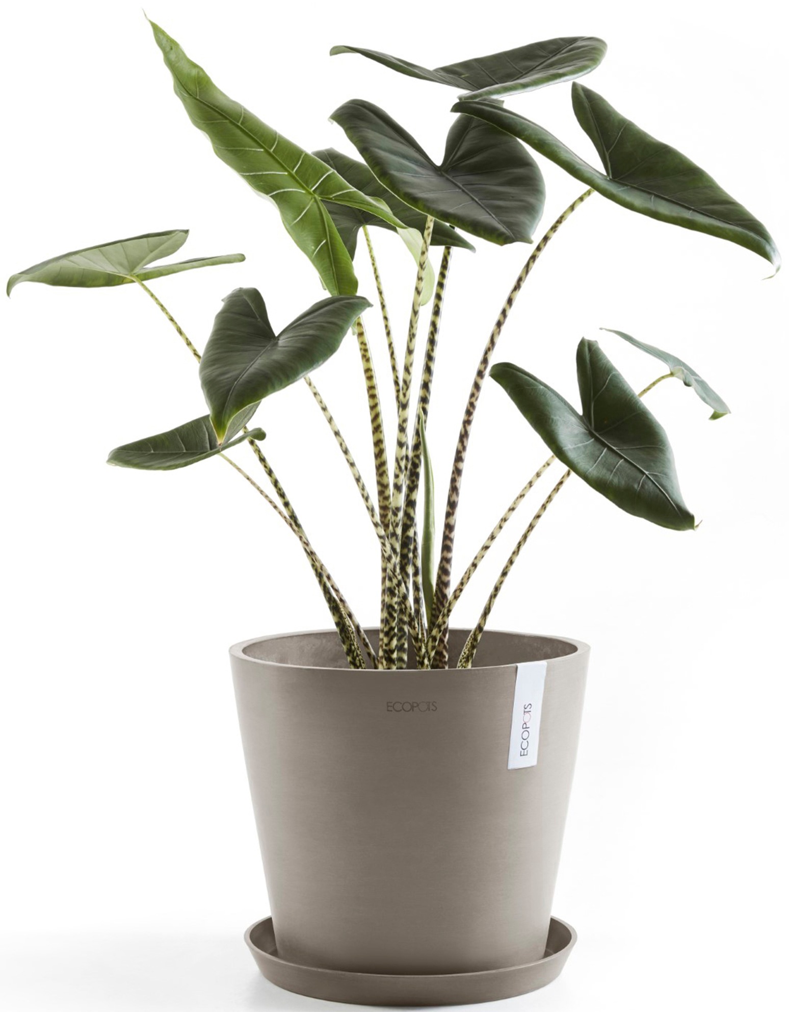 ECOPOTS Blumentopf »Amsterdam 40 + Wassersystem Taupe«, für innen und außen: frostsicher, bruchsicher und lichtbeständig