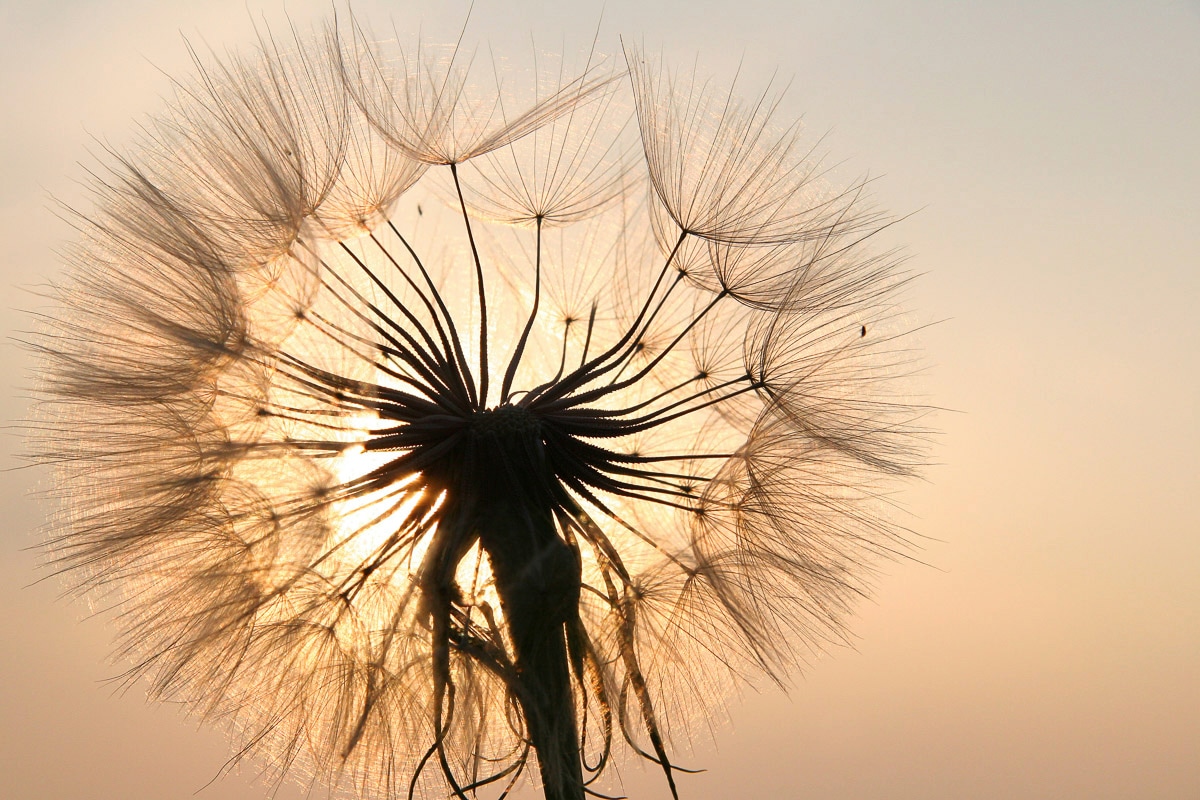 Papermoon Fototapete "Pusteblume"