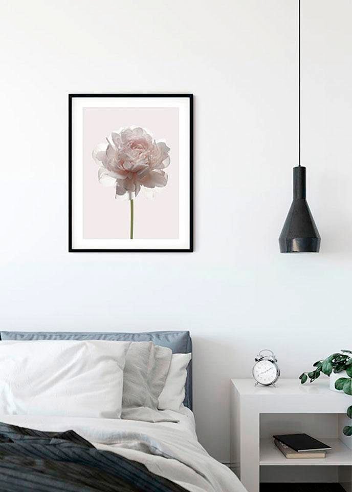 Komar Poster "Rose", Blumen, (1 St.), Kinderzimmer, Schlafzimmer, Wohnzimmer