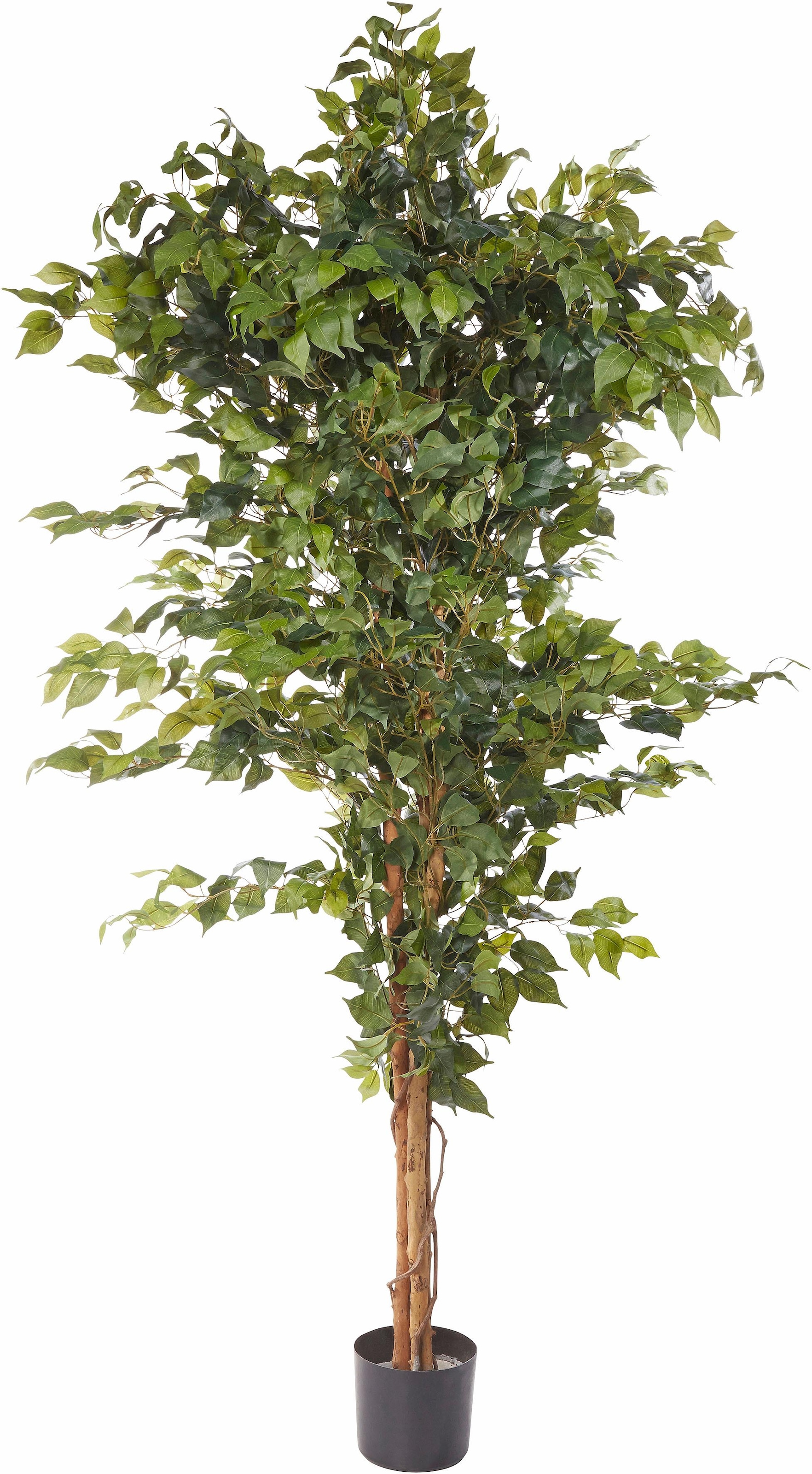 Creativ green Kunstpflanze "Ficus Benjamini"