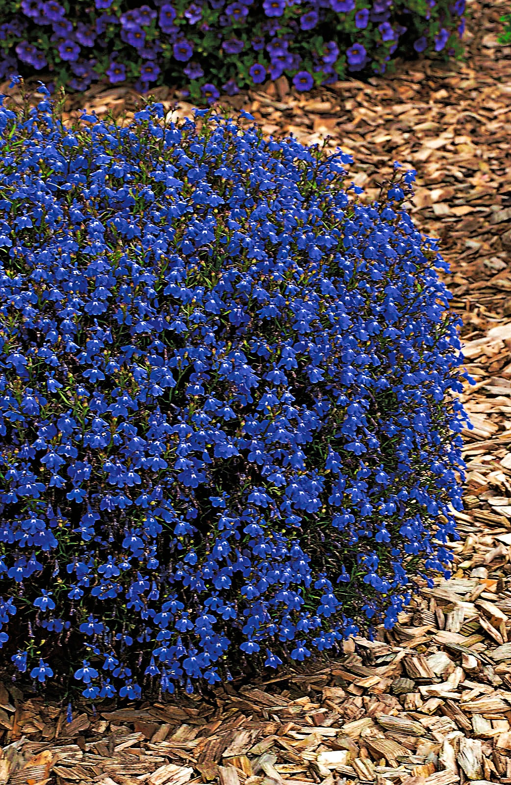 BCM Beetpflanze »Männertreu, Lobelie Mix«, (8 St.), Lobelia Mix: 8 Pflanzen kaufen