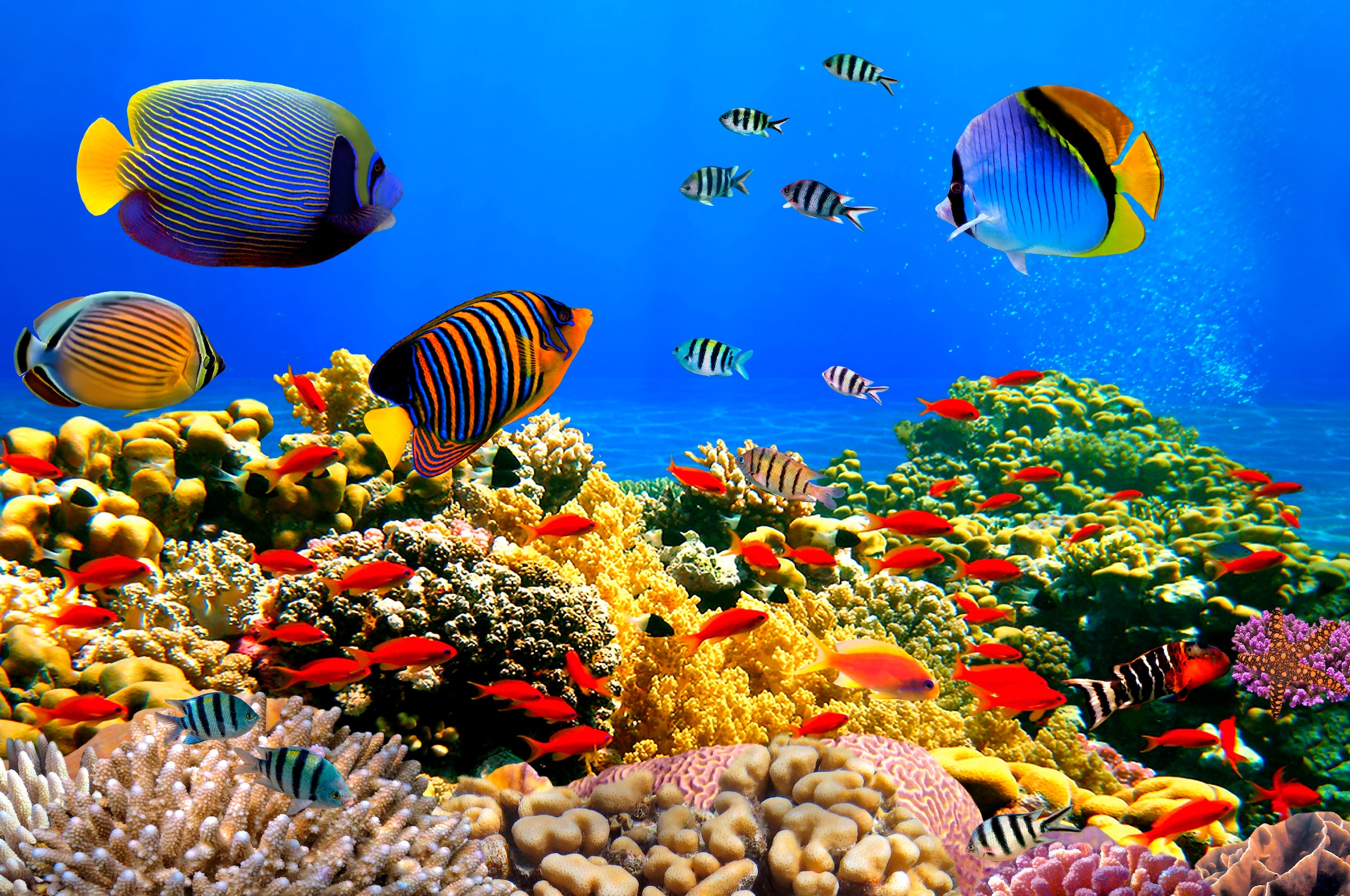 Papermoon Fototapete "Coral Colony Red Sea" glatt