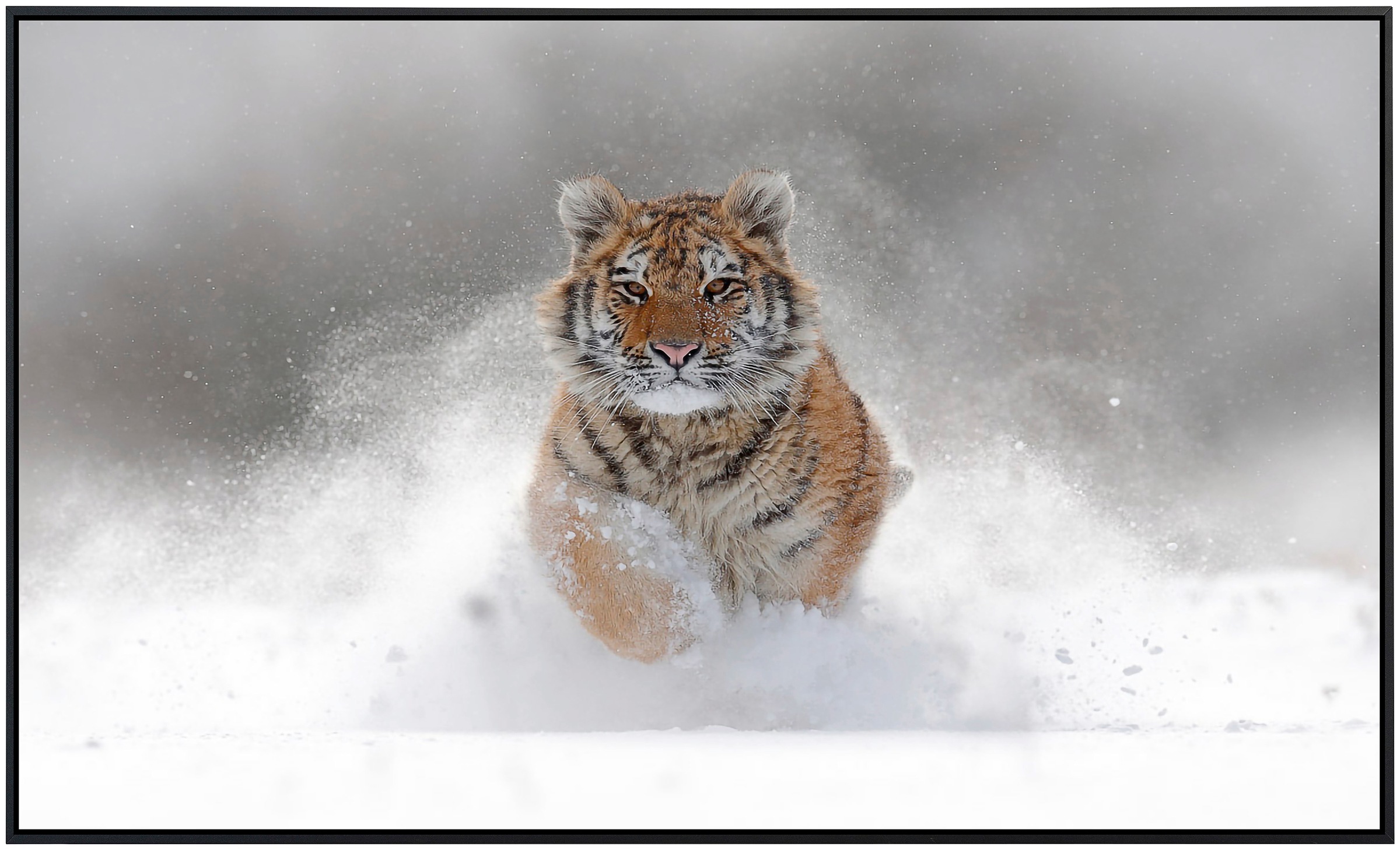 Papermoon Infrarotheizung »Sibirischer Tiger«, sehr angenehme Strahlungswärme