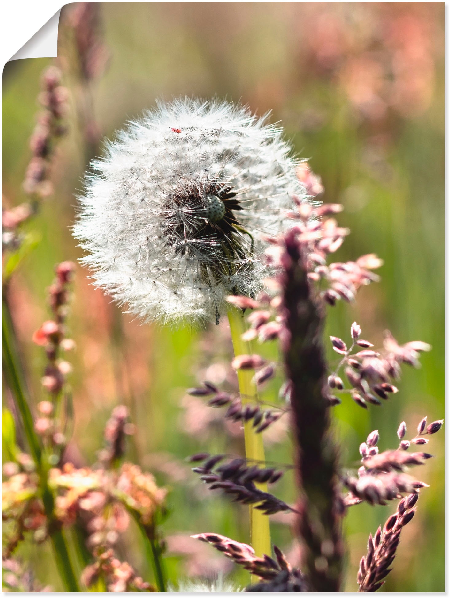 Artland Paveikslas »Pusteblume III« Blumen (1 ...