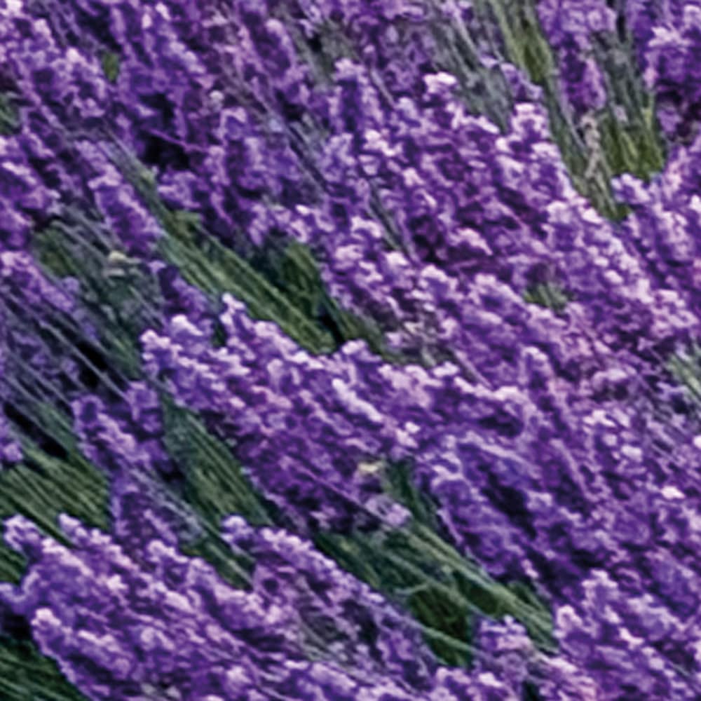 Komar Fototapete »Vlies Fototapete - Provence - Größe 400 x 260 cm« Motiv | bedruckt glatt