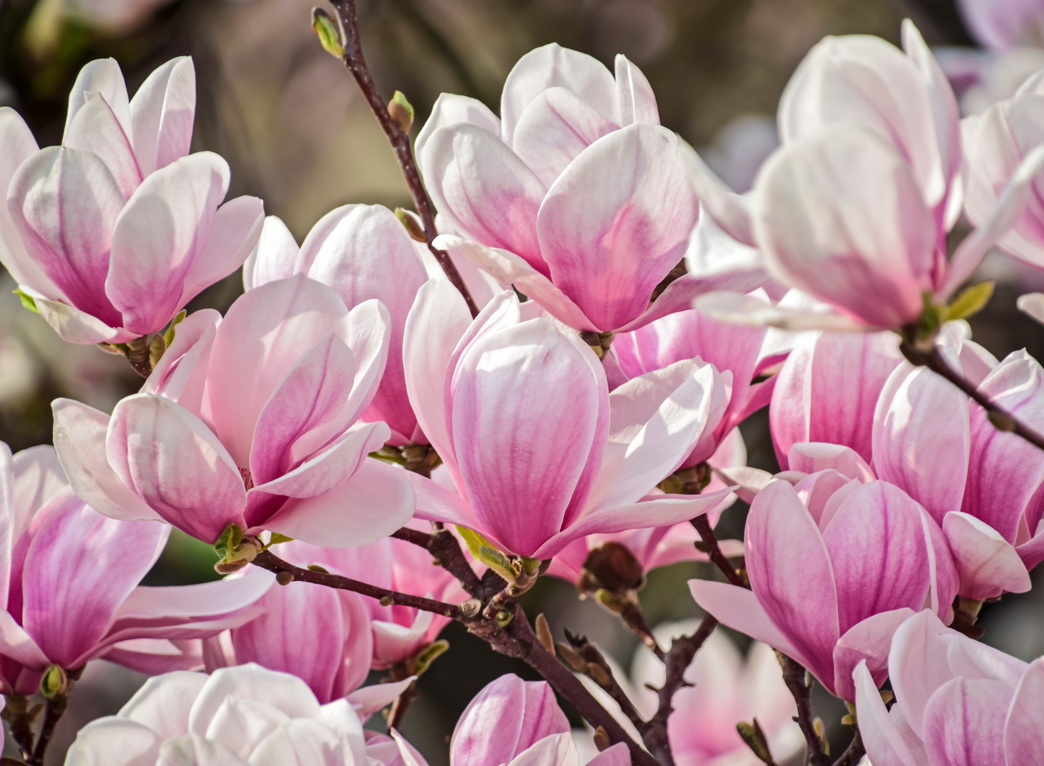 Papermoon Fototapete "Magnolia Flowers" glatt