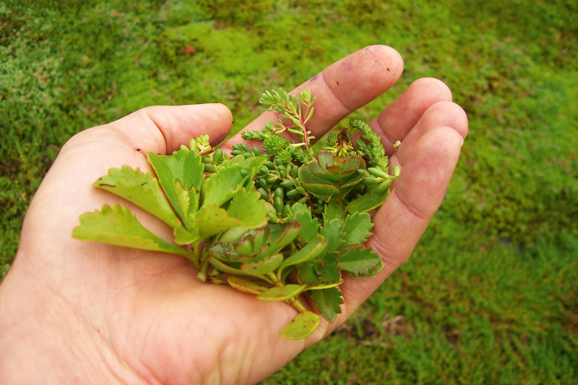 Skanholz Pflanzeinsatz "Dachbegrünung" für Carport Friesland/Spreewald günstig online kaufen